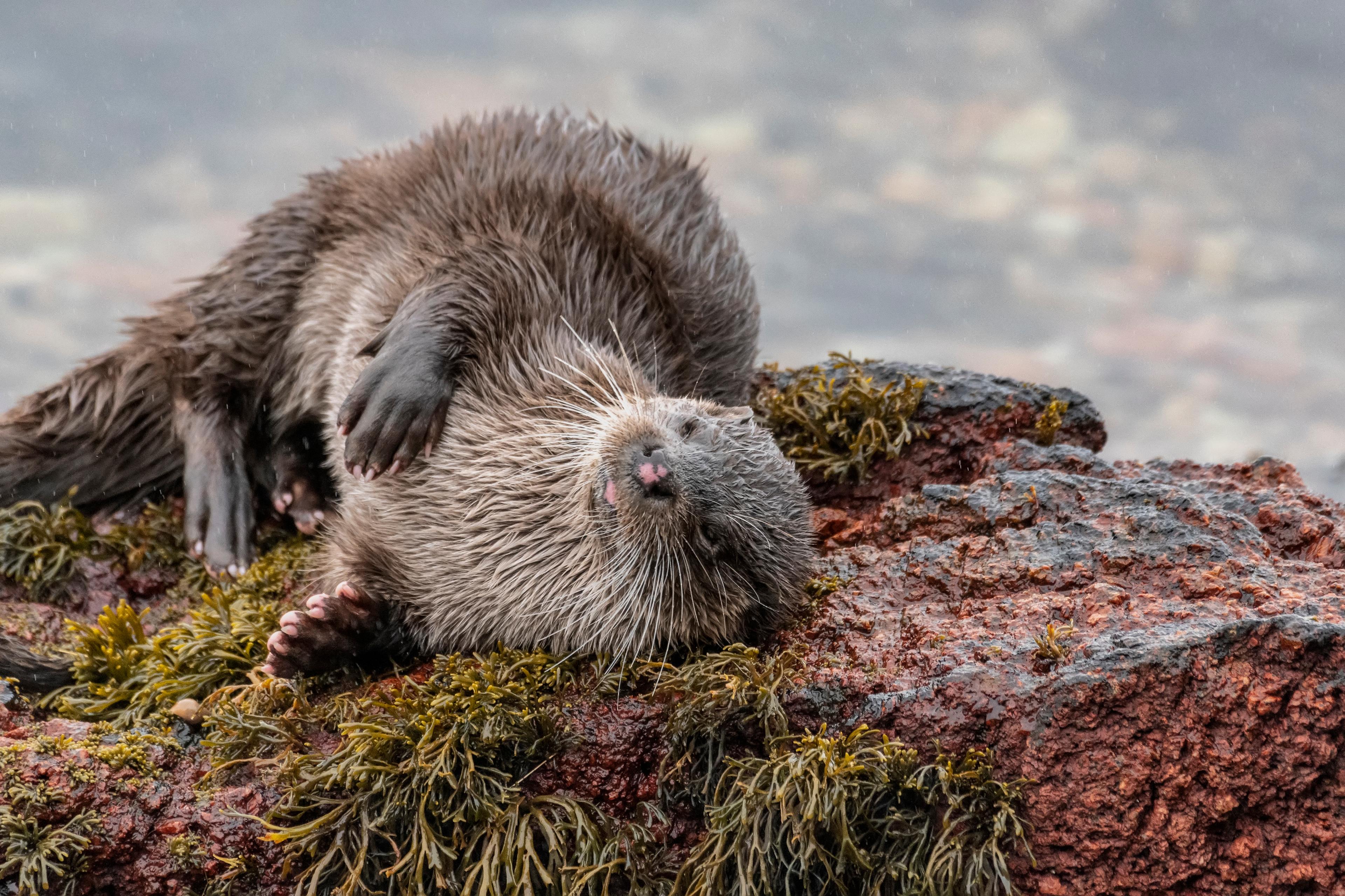 An otter rolling on a moss-covered rock, eyes closed in a relaxed pose with a blurry background.