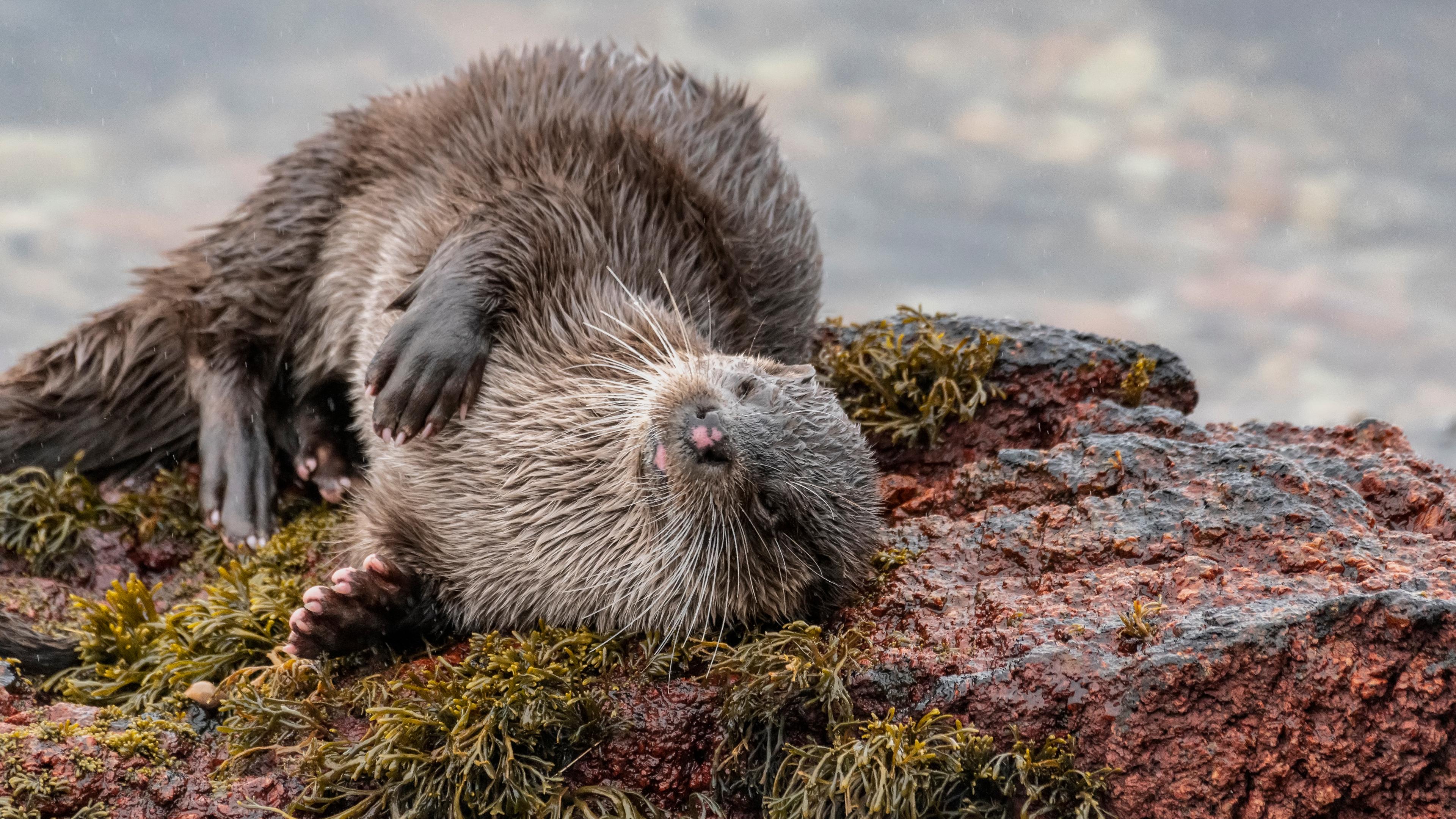 An otter rolling on a moss-covered rock, eyes closed in a relaxed pose with a blurry background.