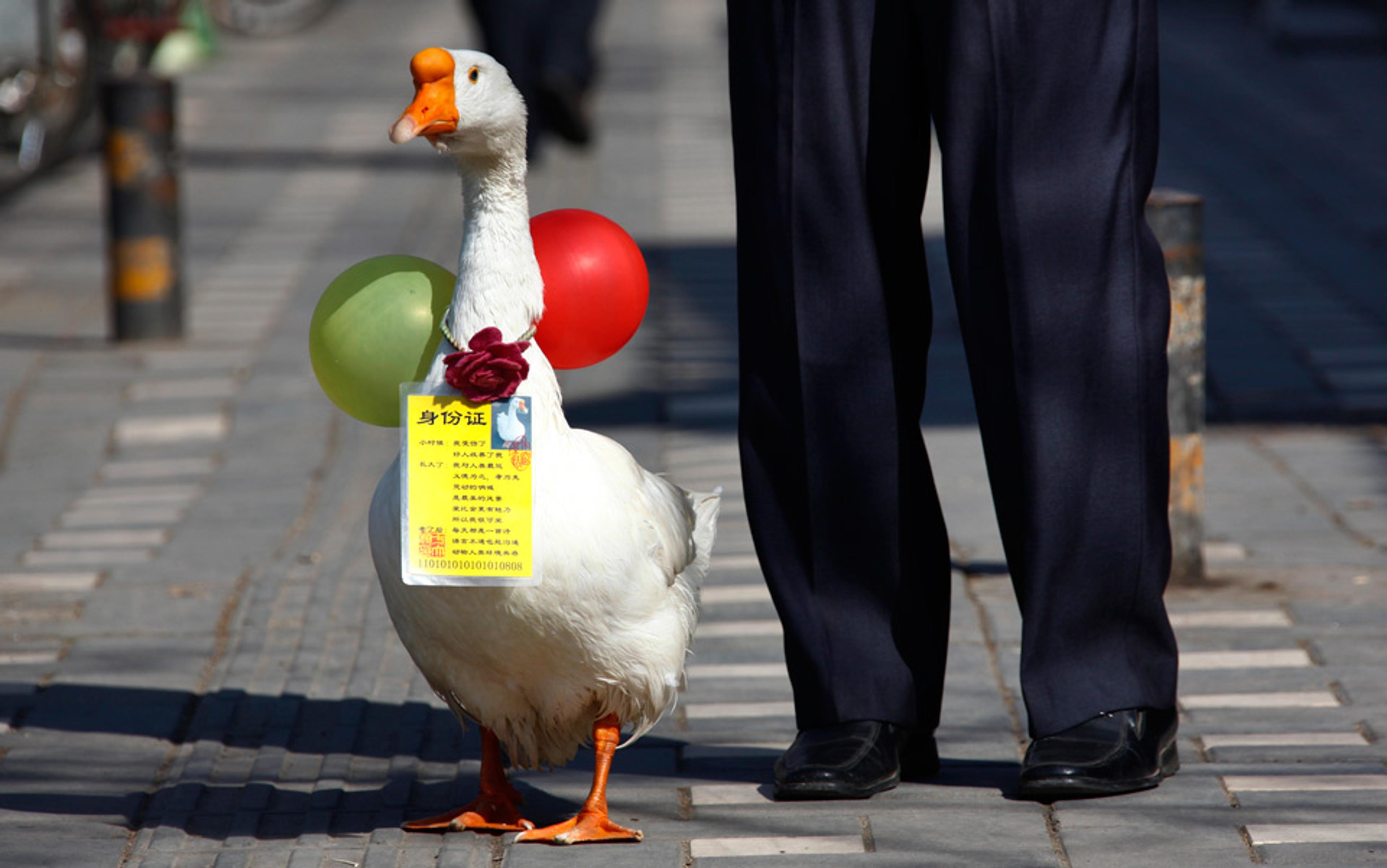 A white goose with a red and green balloon around its neck, standing beside a person wearing dark trousers on a paved path.