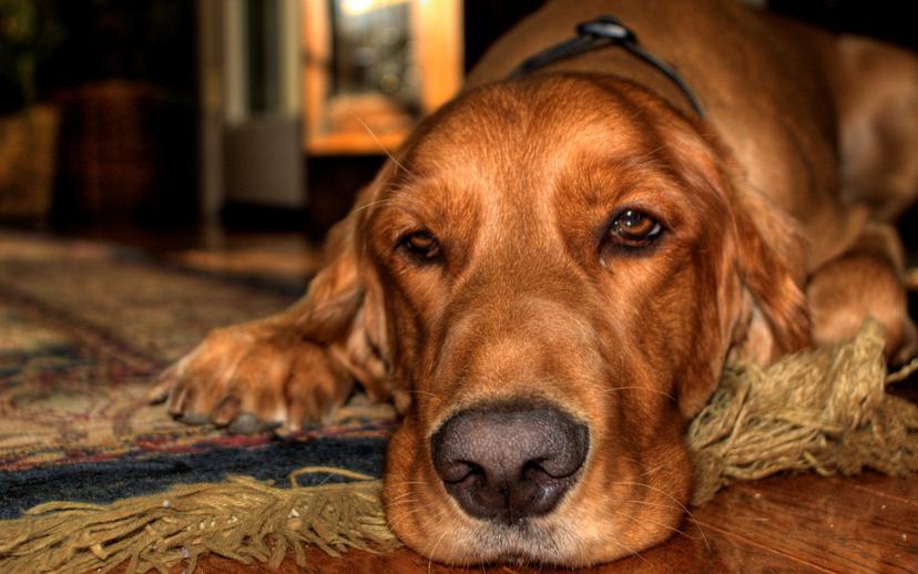 Why keeping a pet is fundamentally unethical | Aeon Essays