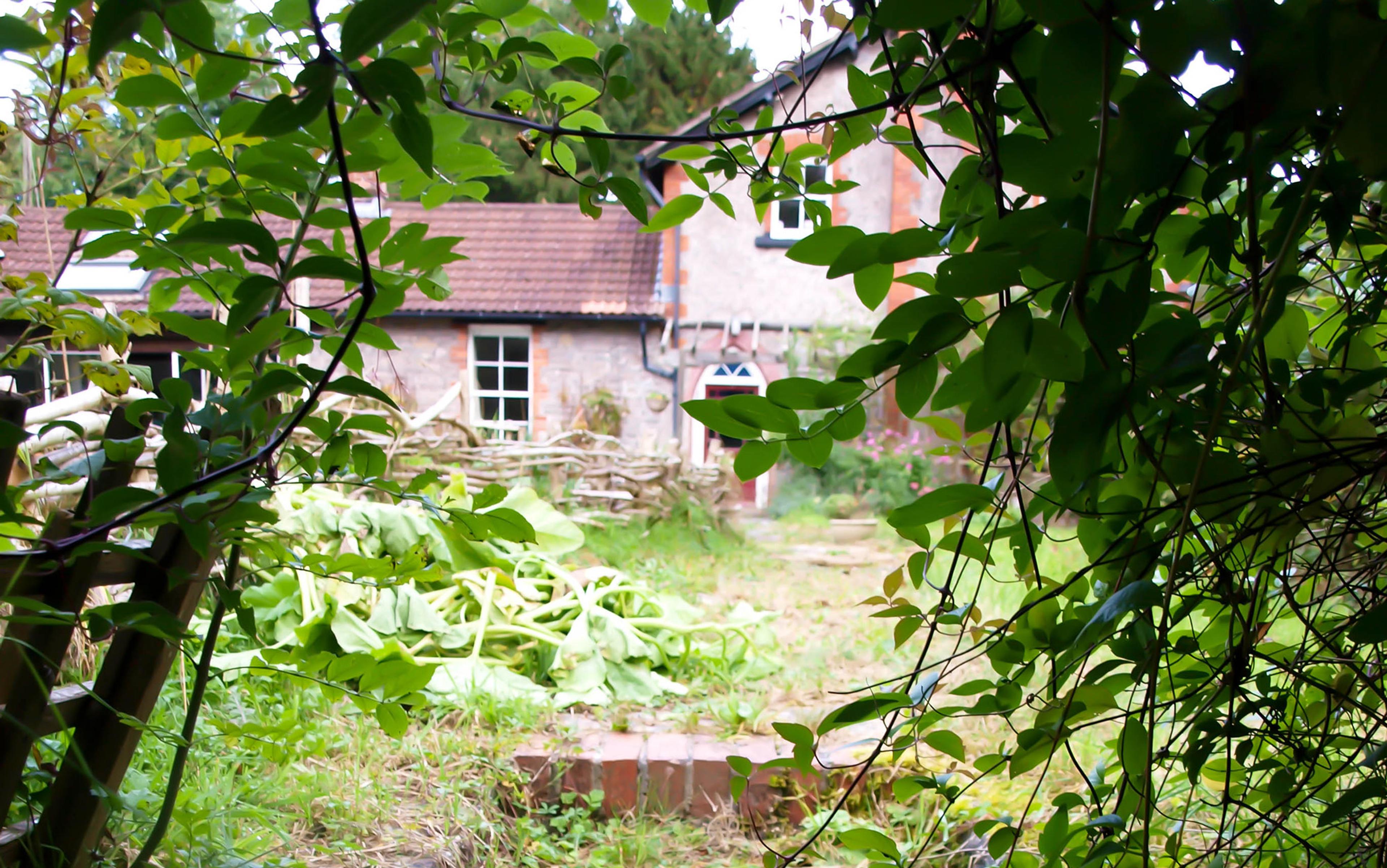 A rustic stone cottage with red tile roof viewed through leafy greenery with an overgrown garden in the foreground.