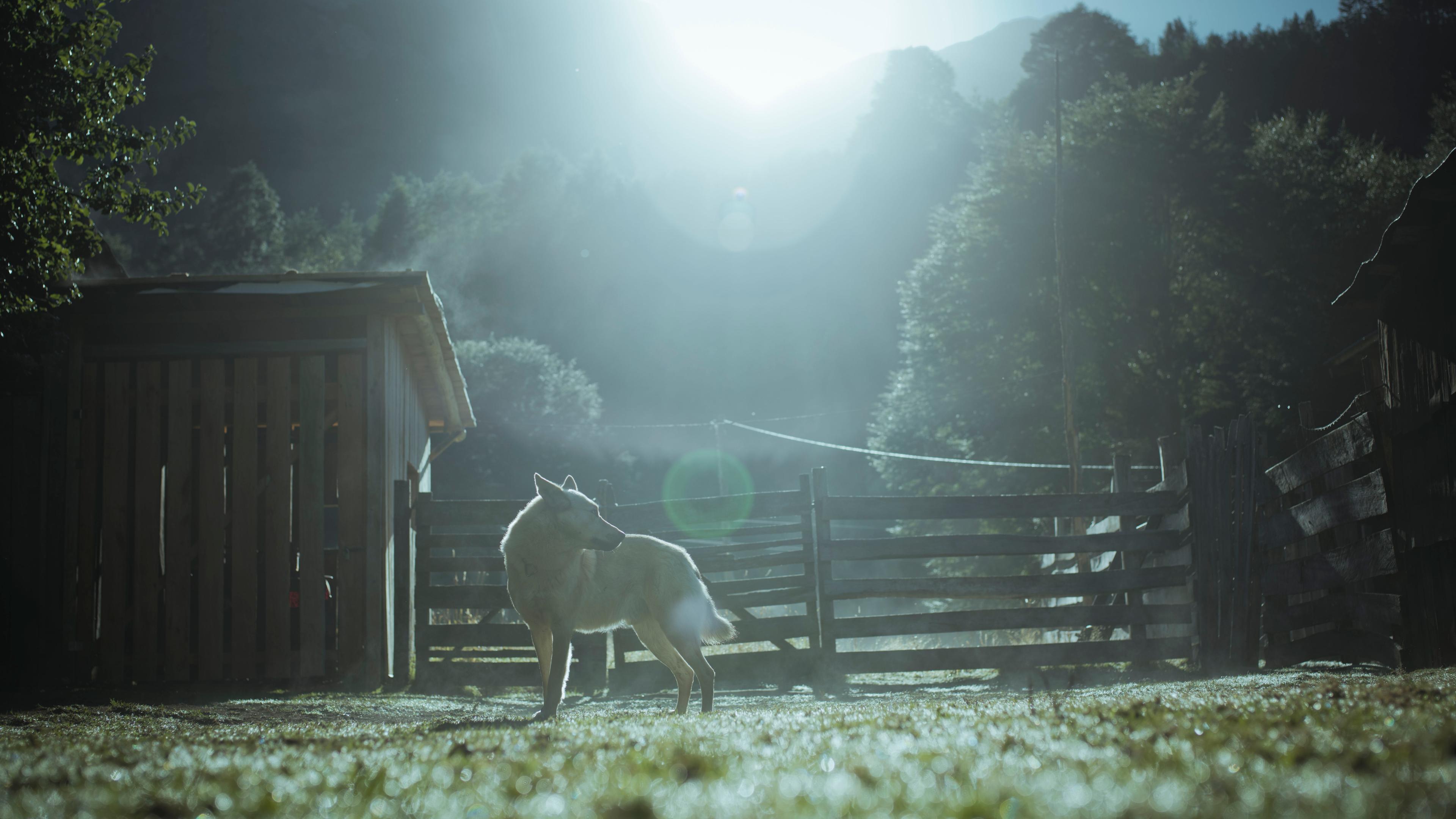 Photo of a wolf standing in a sunlit paddock with mountains and trees in the background, creating a serene atmosphere.