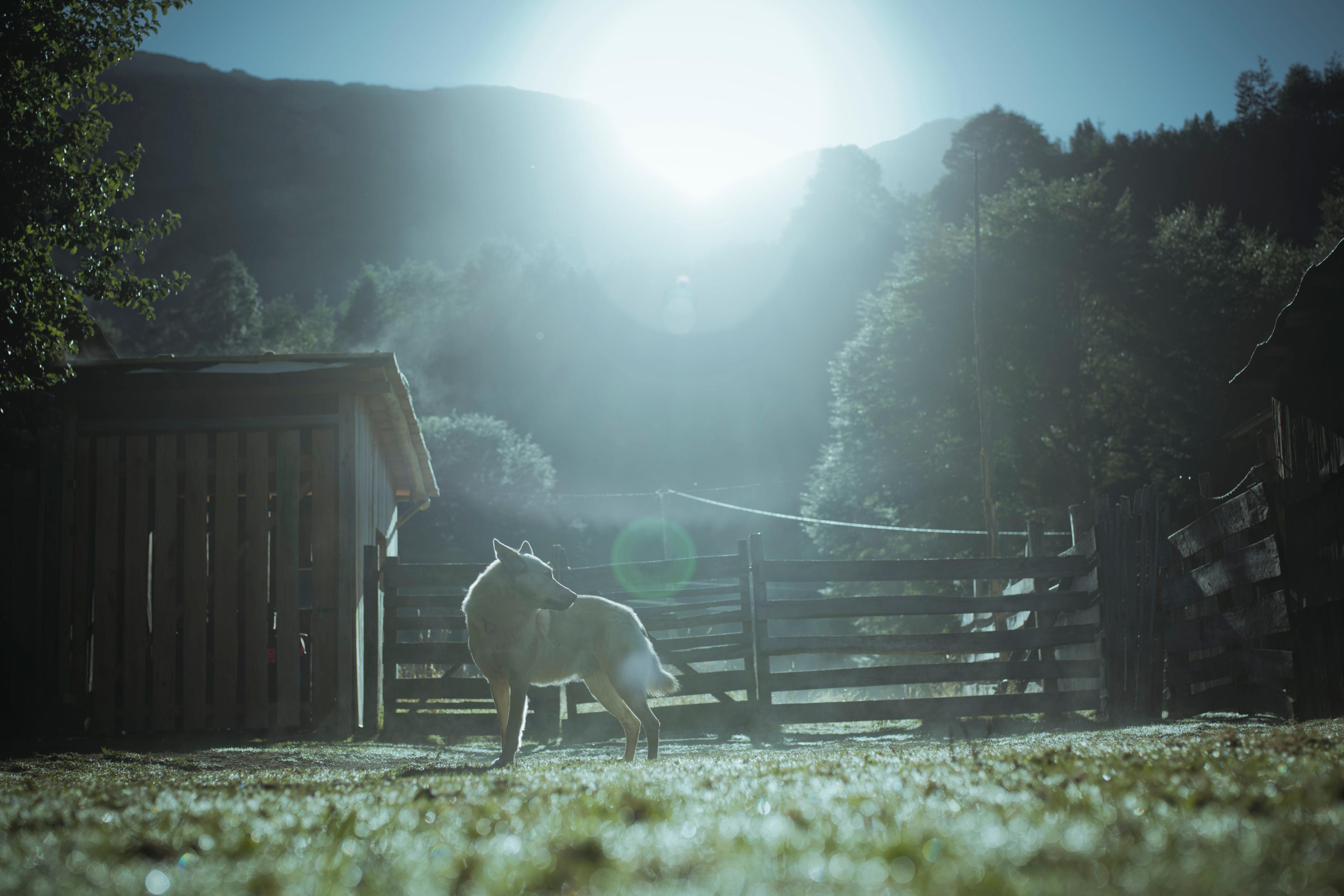 Photo of a wolf standing in a sunlit paddock with mountains and trees in the background, creating a serene atmosphere.
