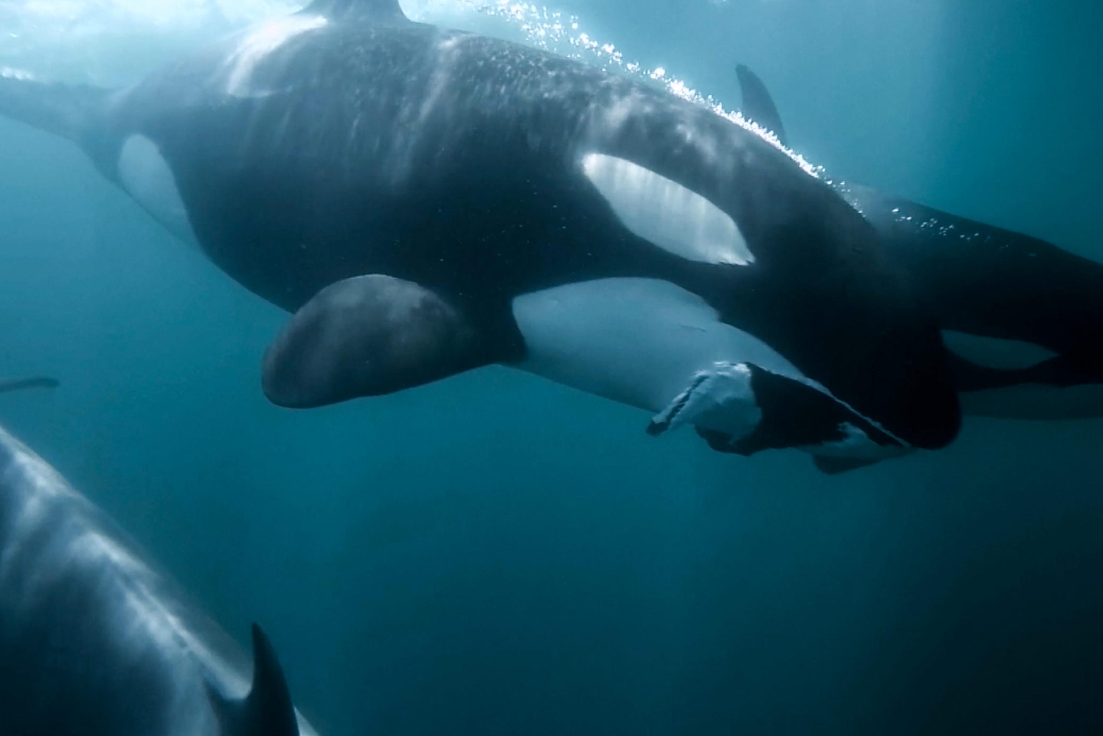 Video of orcas swimming underwater displaying distinctive black-and-white patterns in a serene blue ocean environment.