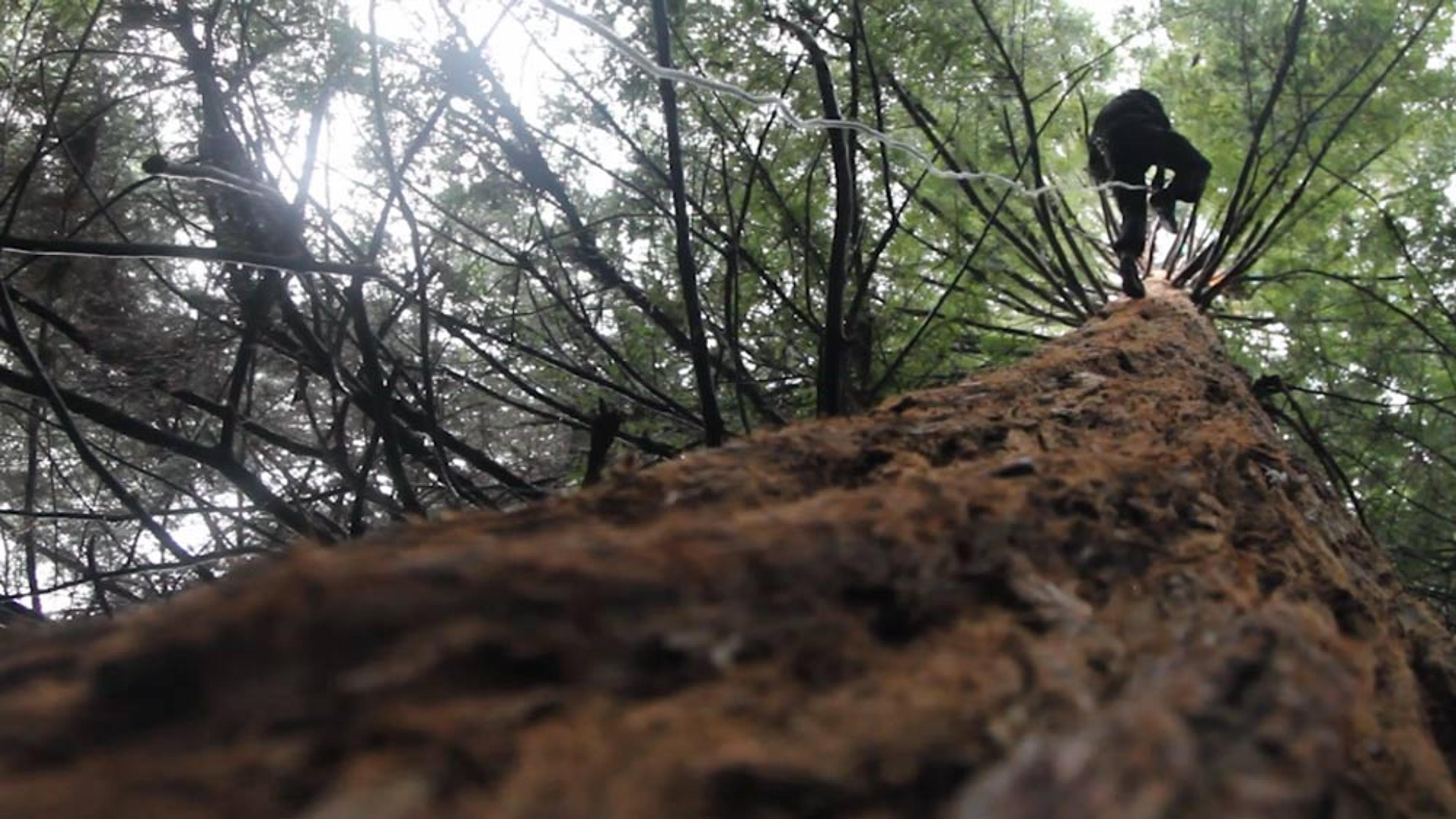 A person climbing a tall tree, viewed from the base upwards, with surrounding branches and green foliage.
