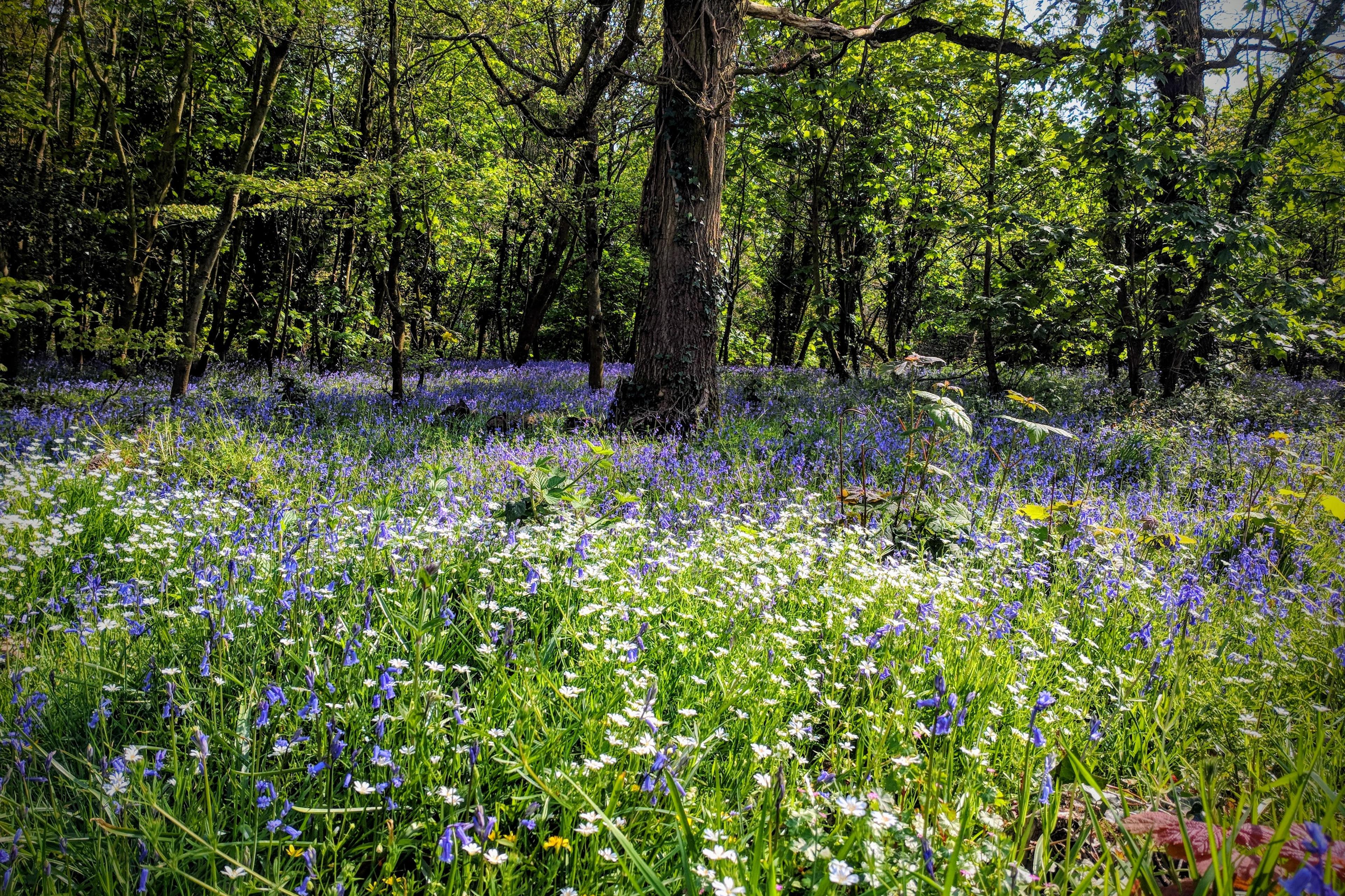 Photo of a woodland scene with lush green trees and a field of blooming bluebells and white wildflowers.