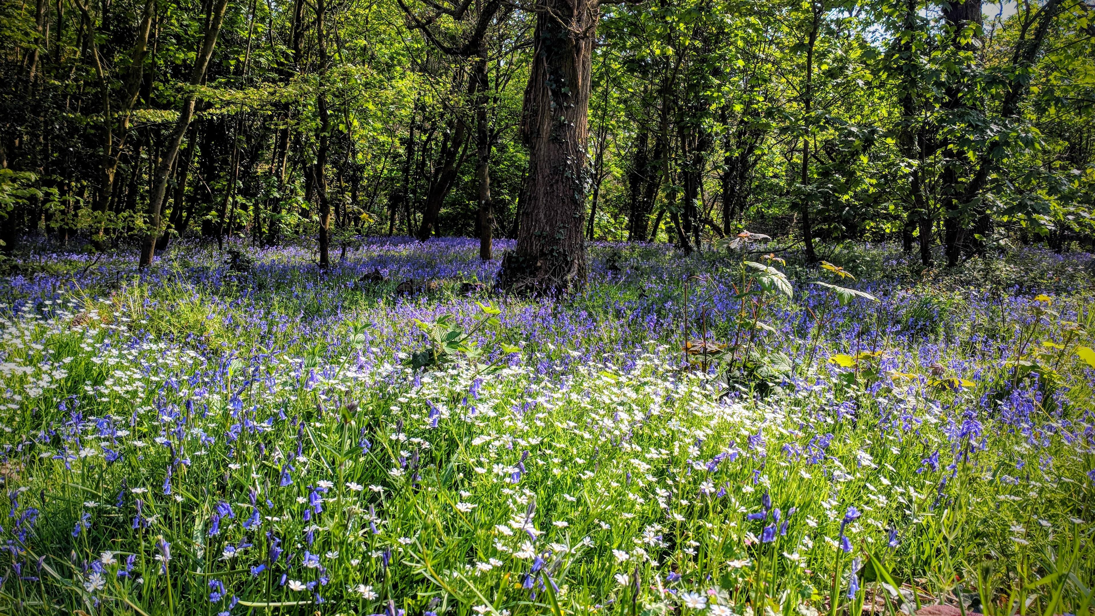 Photo of a woodland scene with lush green trees and a field of blooming bluebells and white wildflowers.