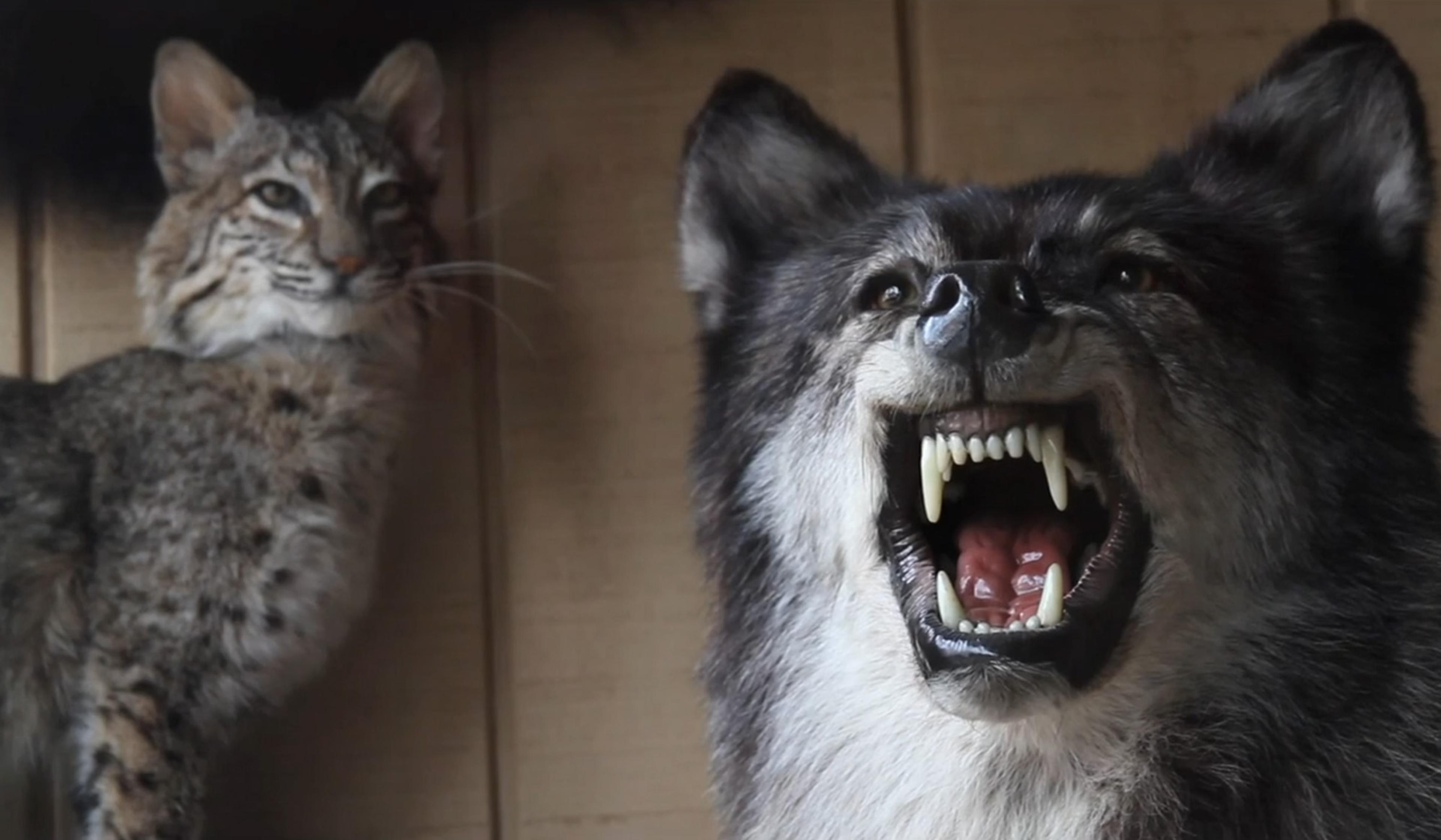A snarling taxidermy wolf baring its teeth with a taxidermy bobcat in the background against a wooden wall.