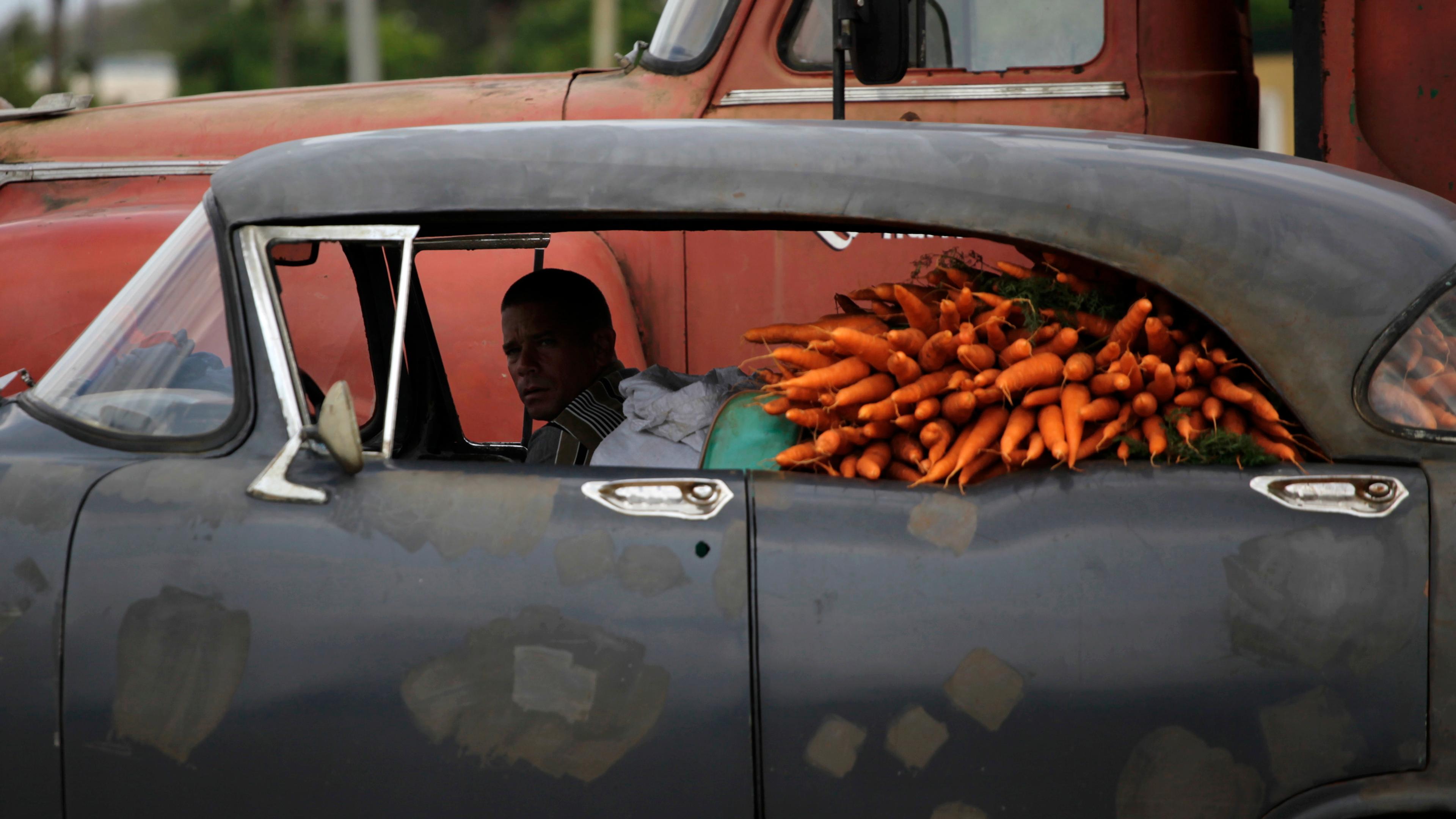 Photo of a man in an old car filled with carrots in the backseat parked next to a red truck.