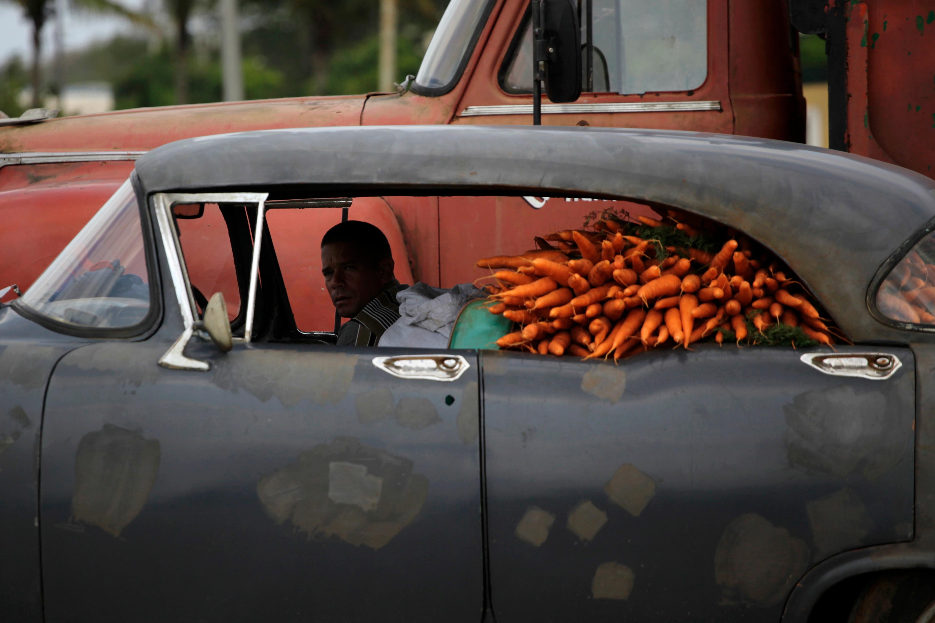 Photo of a man in an old car filled with carrots in the backseat parked next to a red truck.