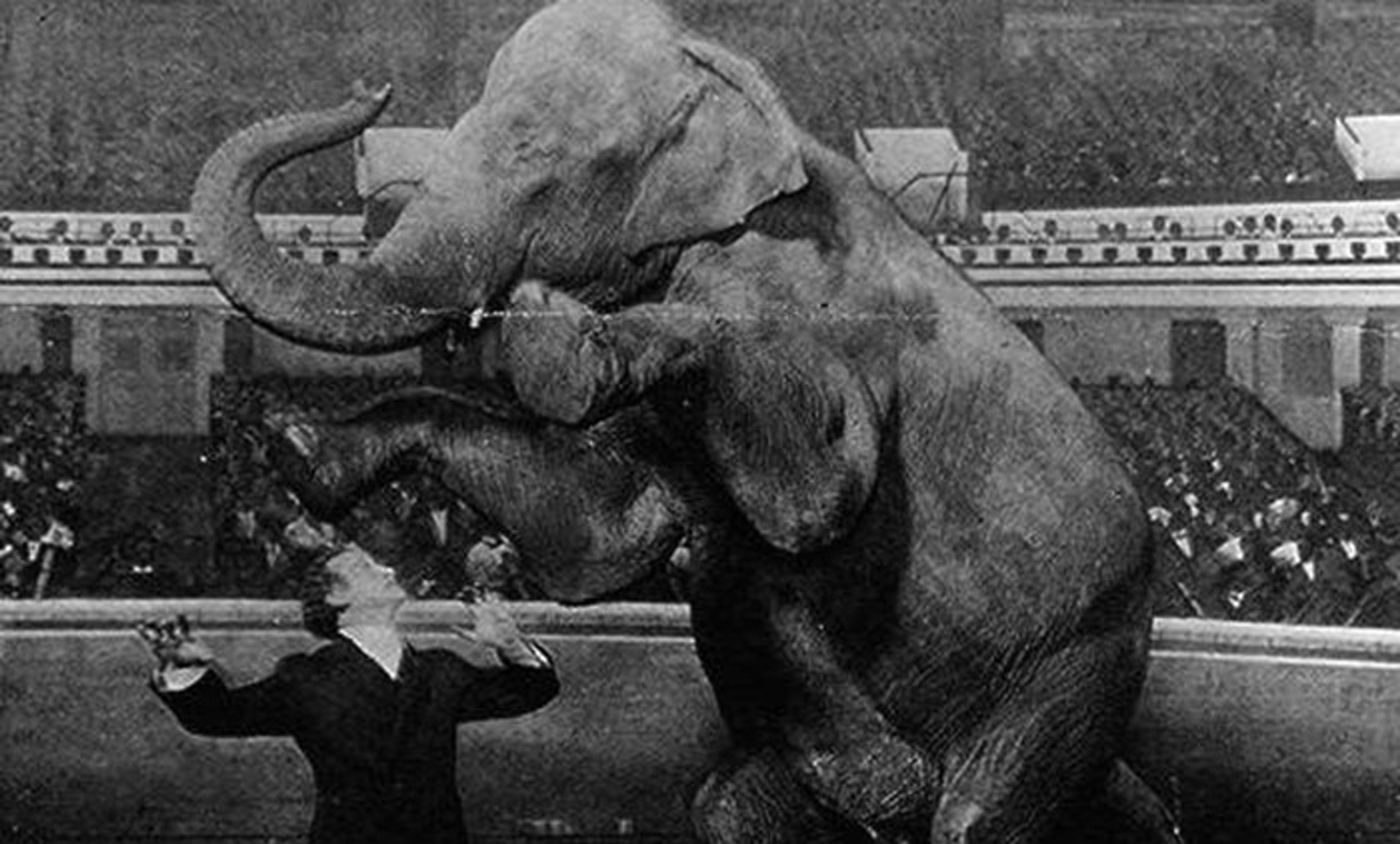 Black-and-white photo of an elephant performing in a circus ring with a man guiding it, watched by an audience in the background.