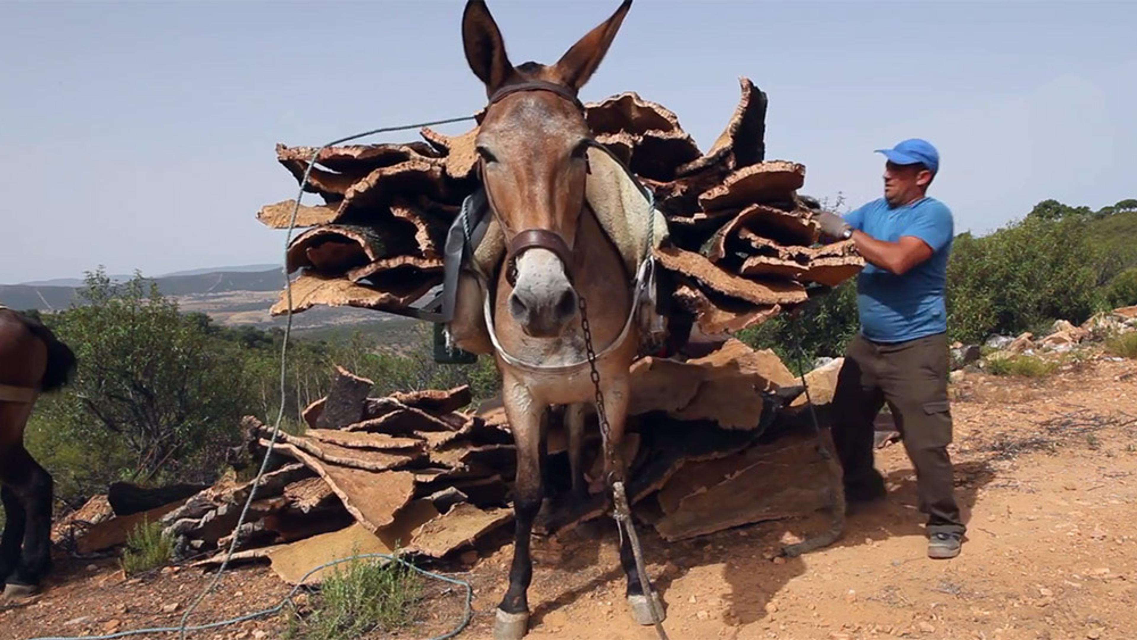 A donkey laden with cork bark, with a man in a blue shirt and hat standing next to it, in a rural outdoor setting.