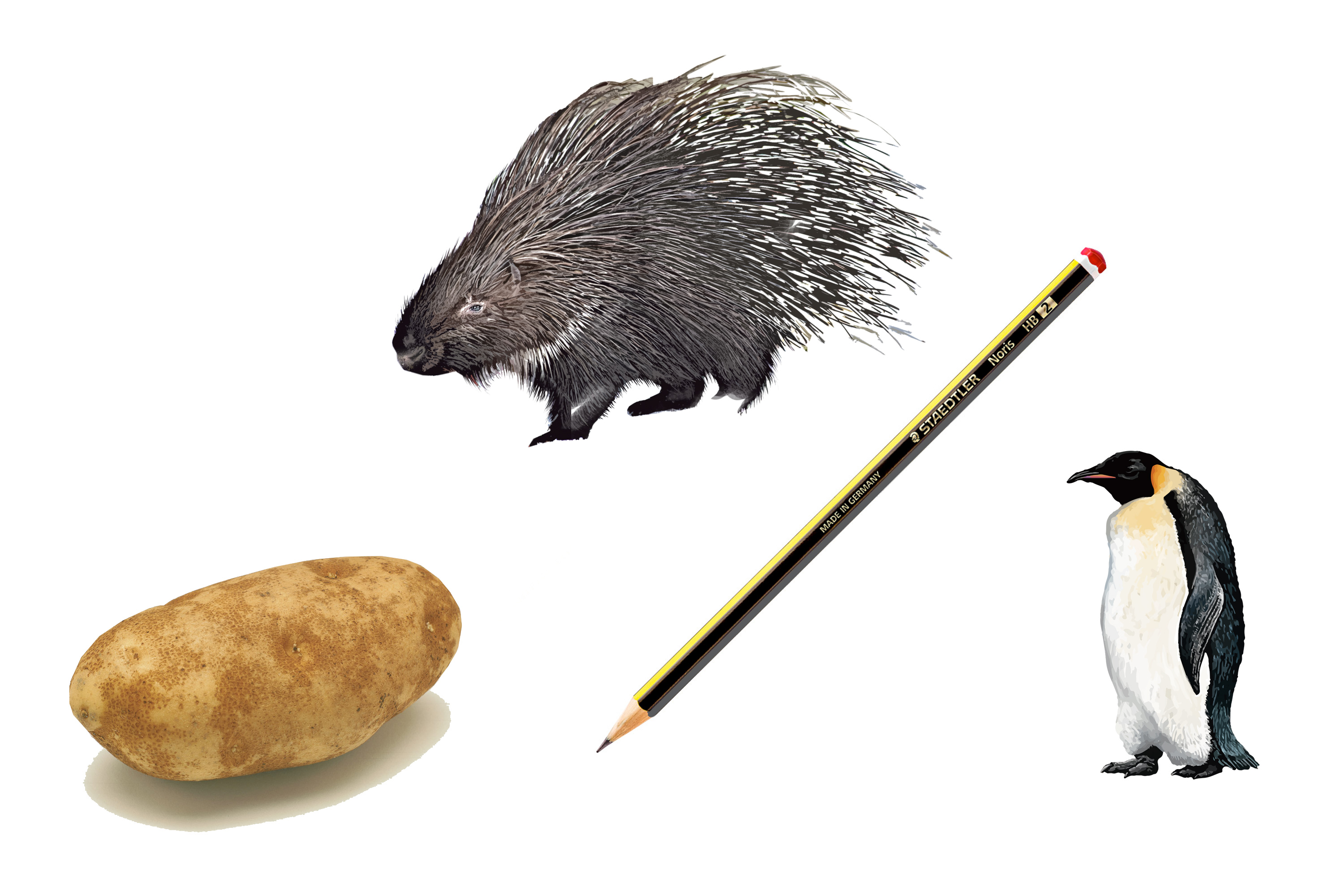 Image of a porcupine, potato, pencil and penguin on a white background.