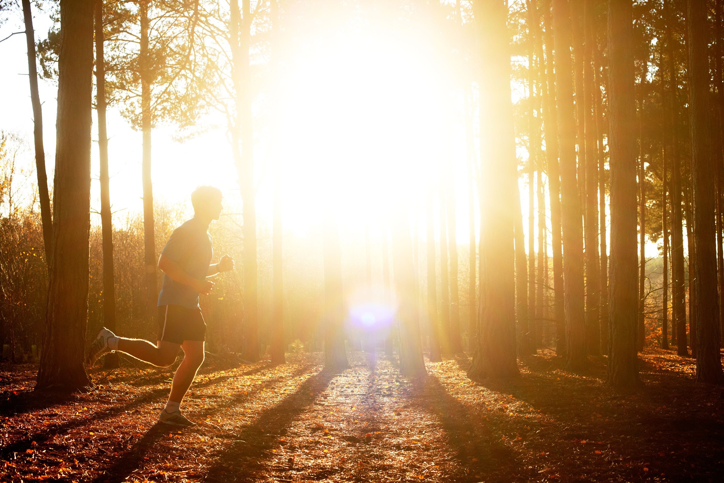 A person jogging through a sunlit forest.