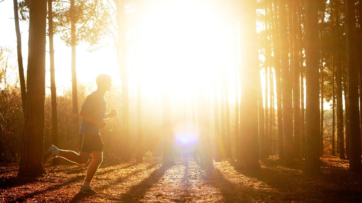 A person jogging through a sunlit forest.