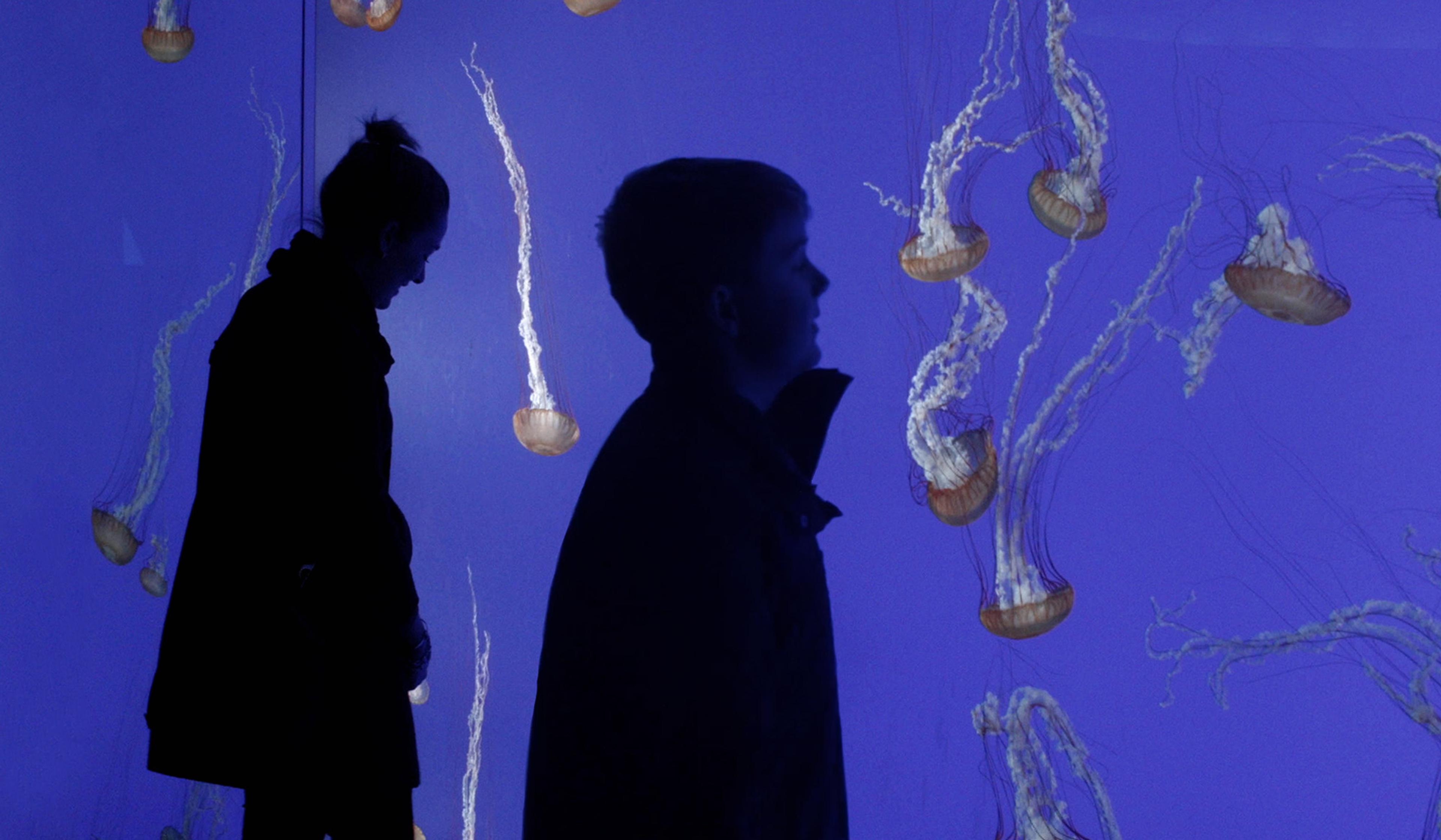 Silhouettes of two people observing jellyfish in a blue-lit aquarium.