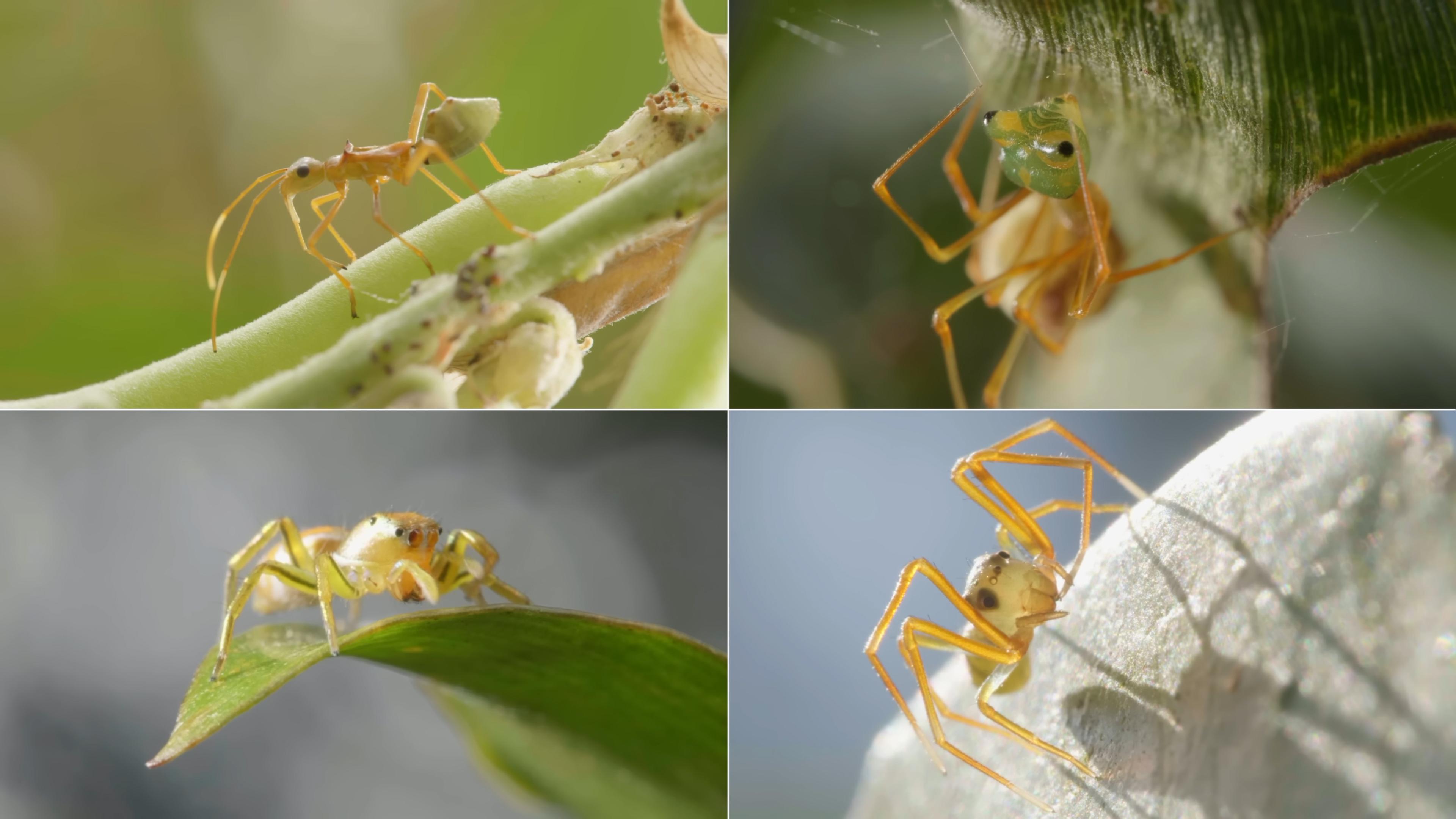 Collage of close-up photos of ants on greenery with varying poses; detailed view highlights ant features and textures.