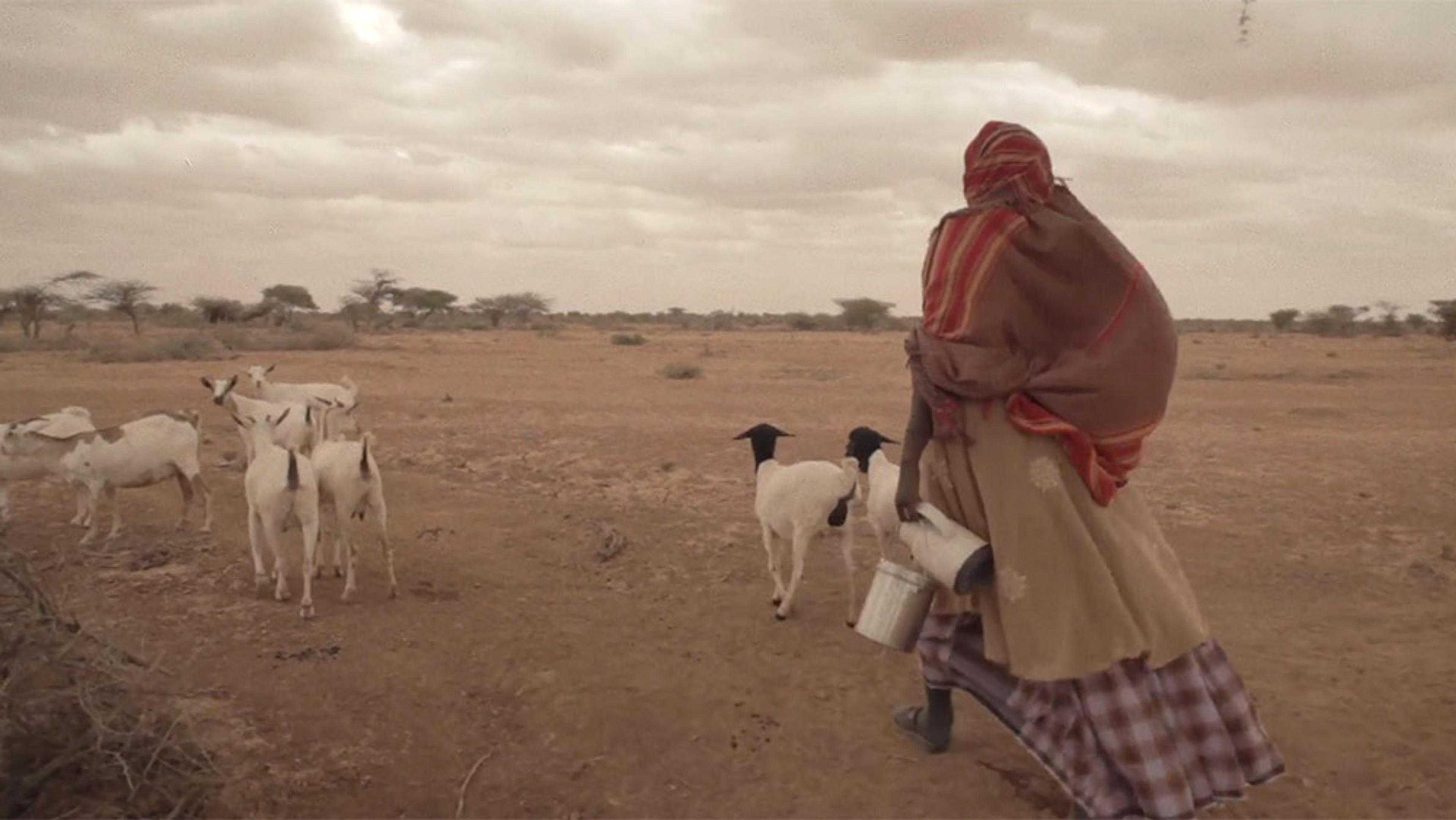 A person in traditional tribal clothing walking with goats in a dry, open landscape. The sky is cloudy, and the ground is barren.