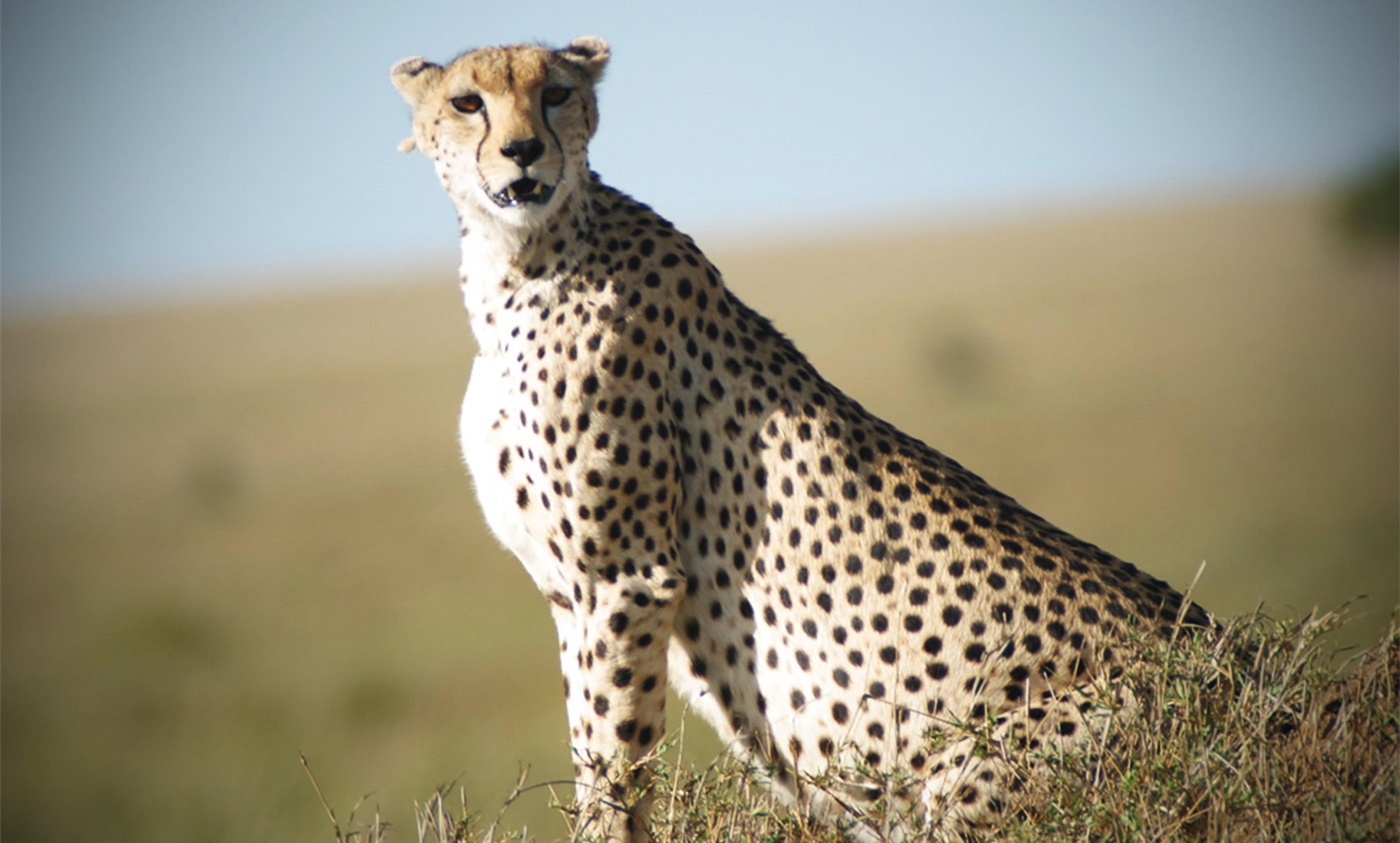 A cheetah sitting on a grassy hill, with a blurred, open plain and blue sky in the background.