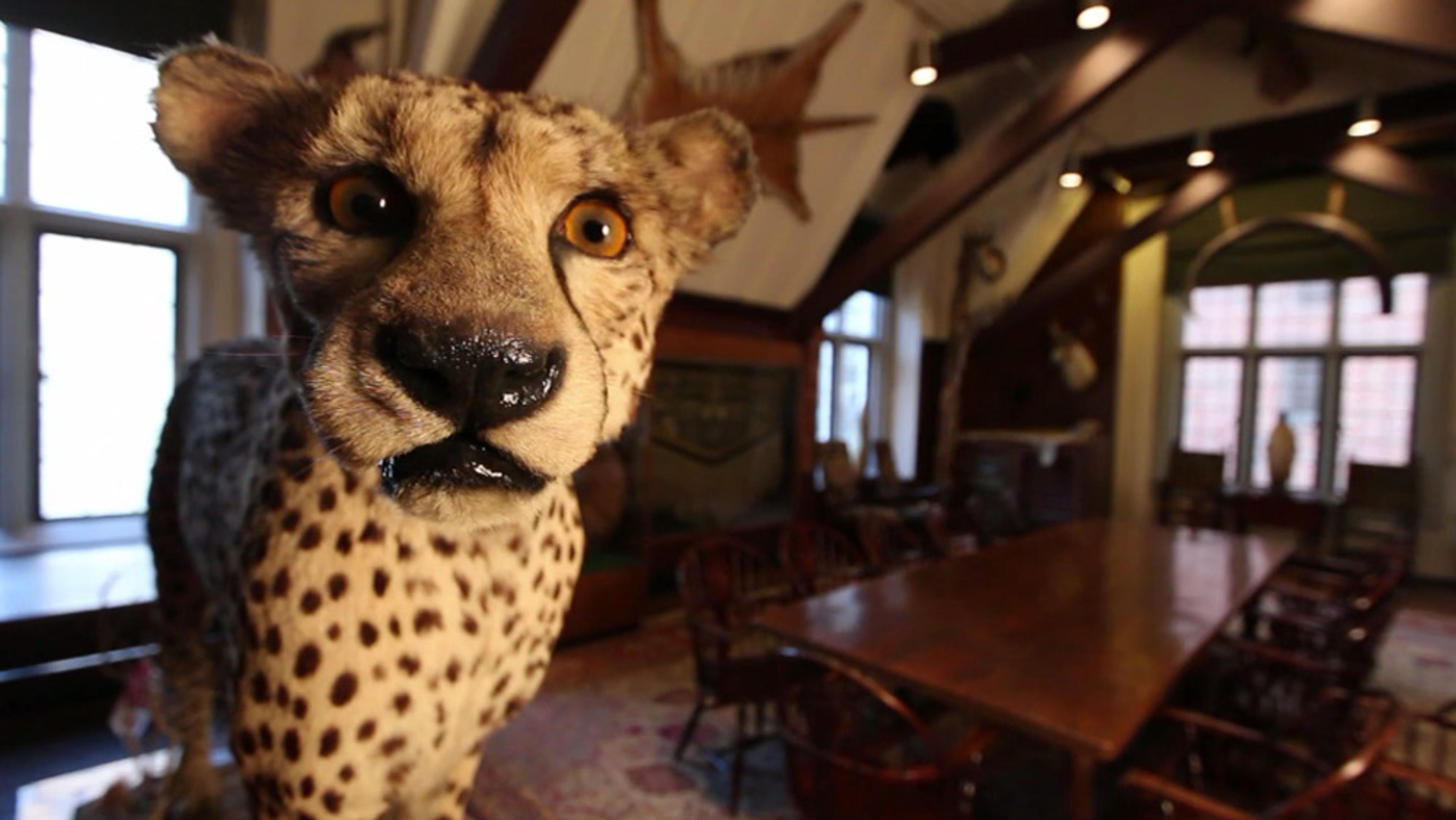 A stuffed cheetah’s head in a room with wooden furniture, animal mounts on walls, and arched windows in the background.