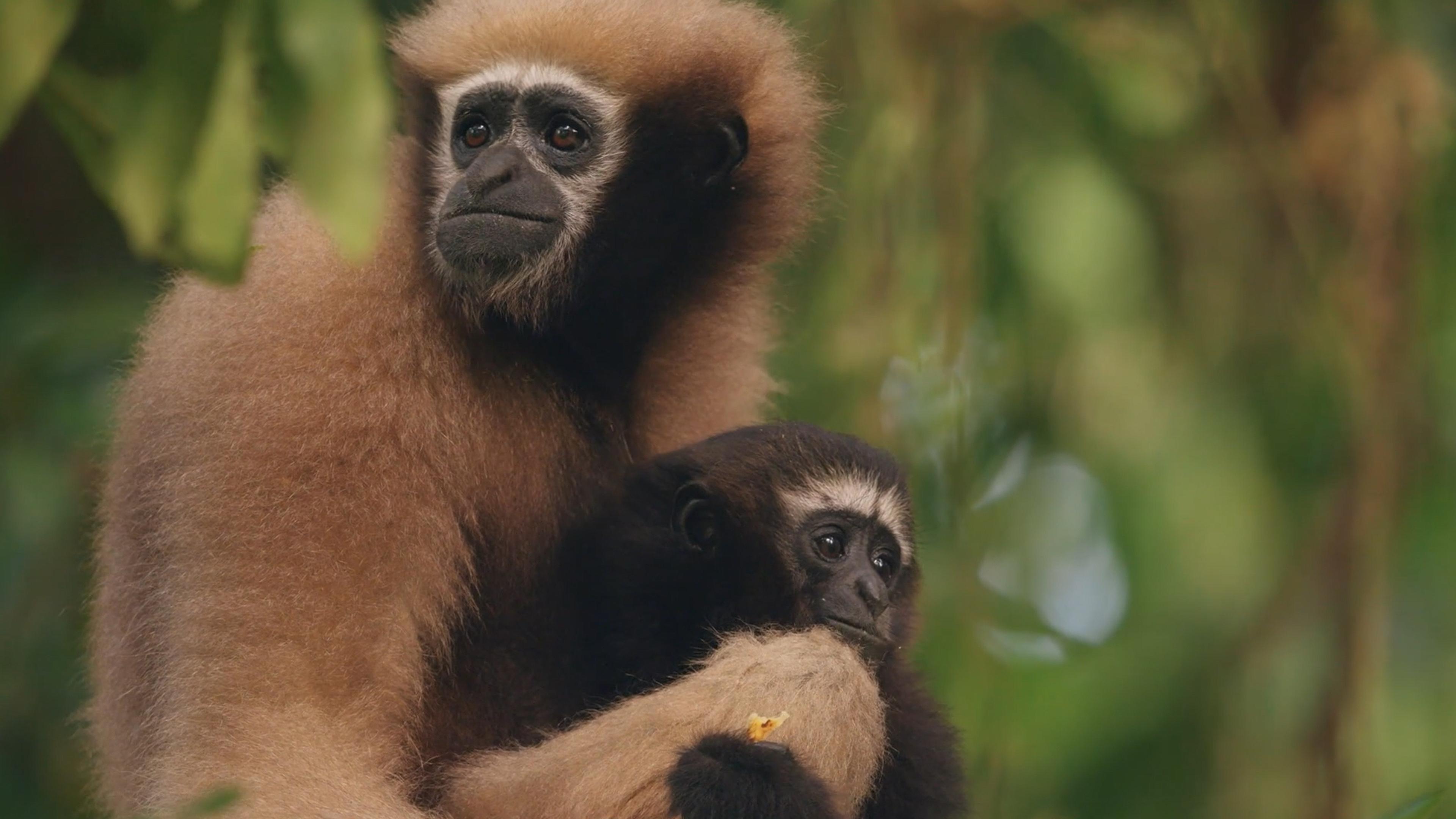 Photo of a gibbon mother holding her baby in a lush green forest setting.