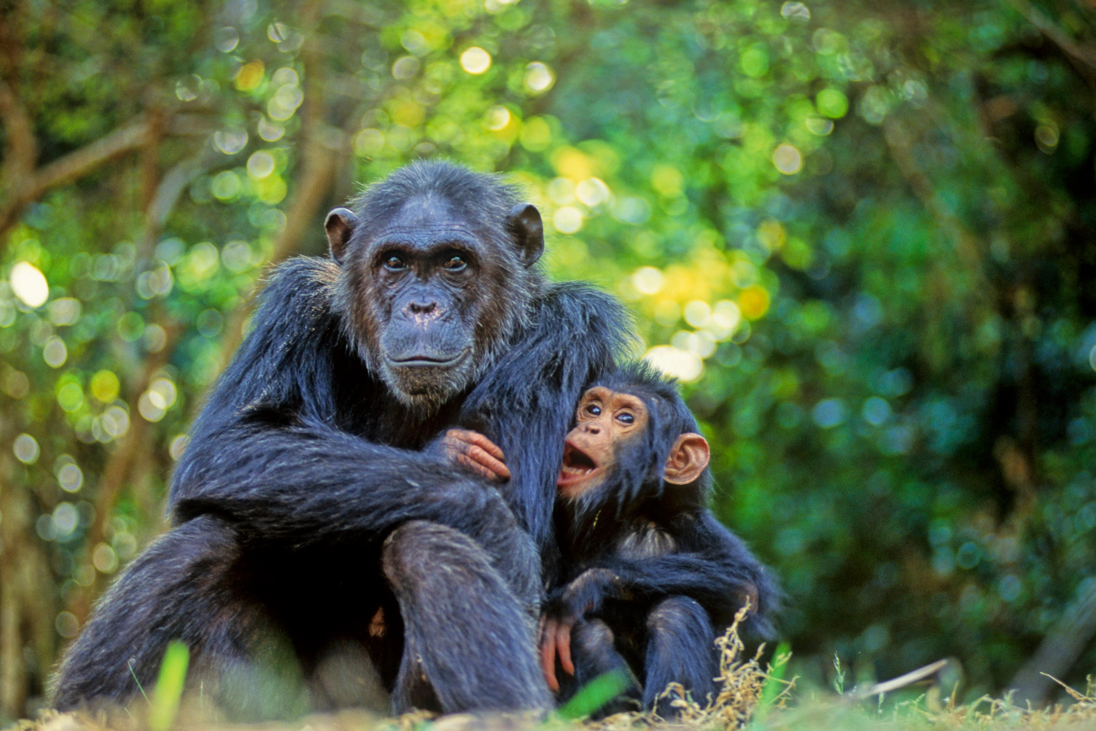 Photo of an adult chimpanzee sitting with a young chimp in a forest setting with dappled sunlight in the background.