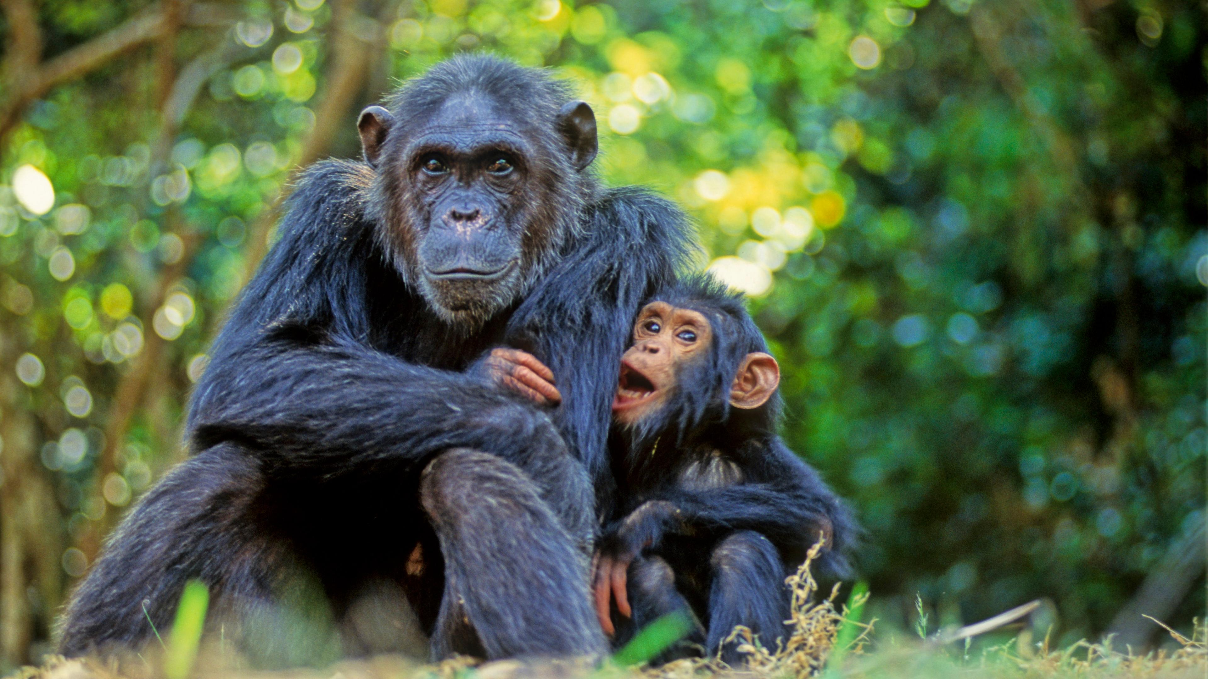 Photo of an adult chimpanzee sitting with a young chimp in a forest setting with dappled sunlight in the background.