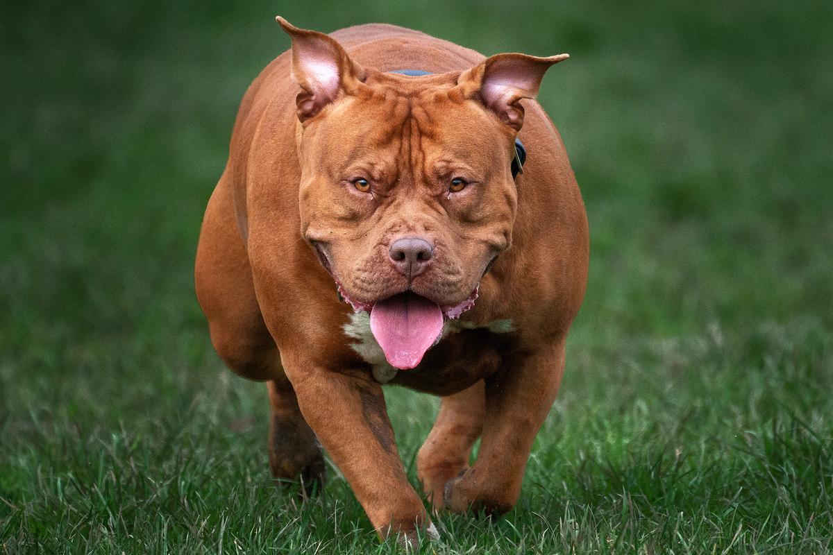 A brown dog with ears up and tongue out running on grass towards the camera.