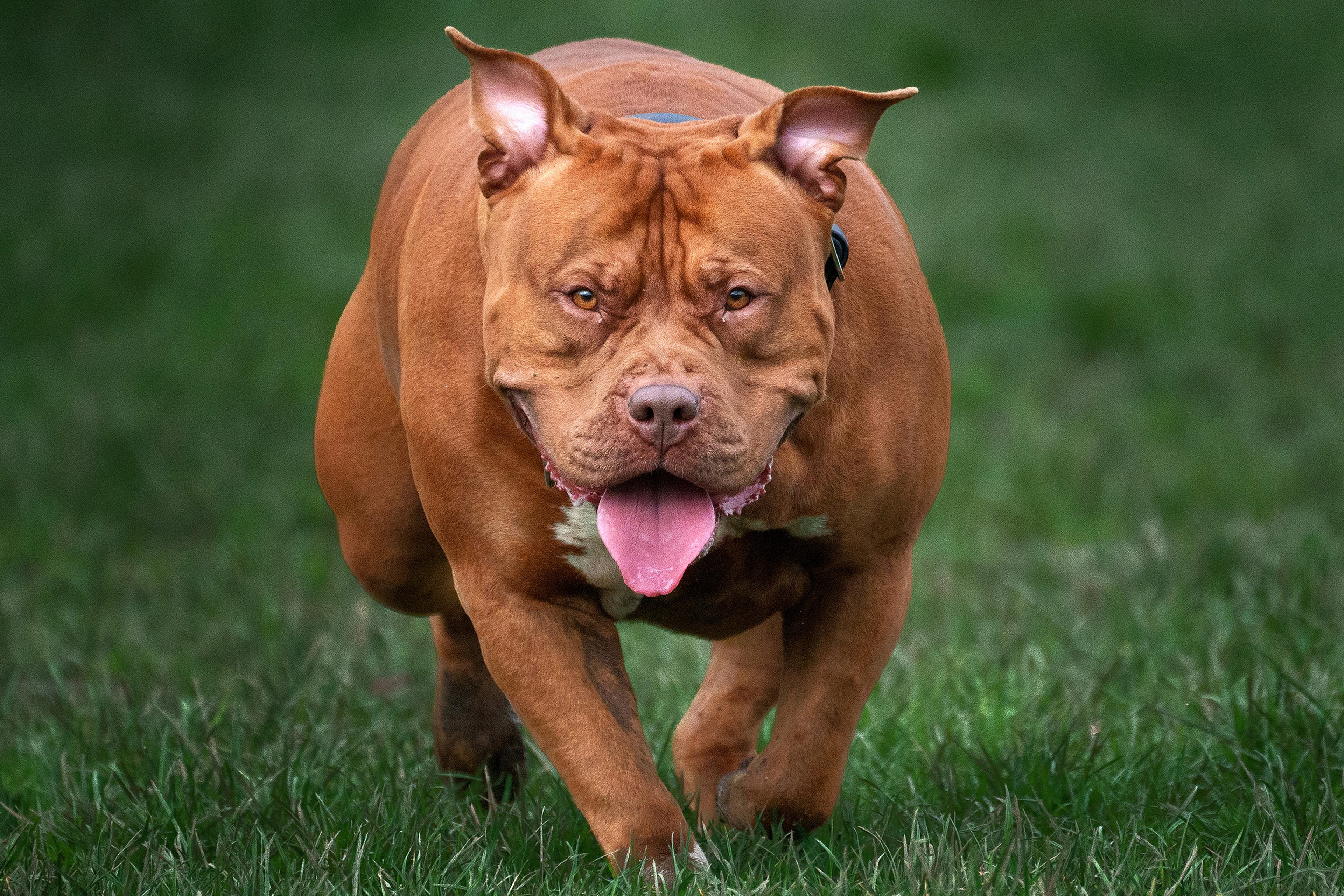 A brown dog with ears up and tongue out running on grass towards the camera.