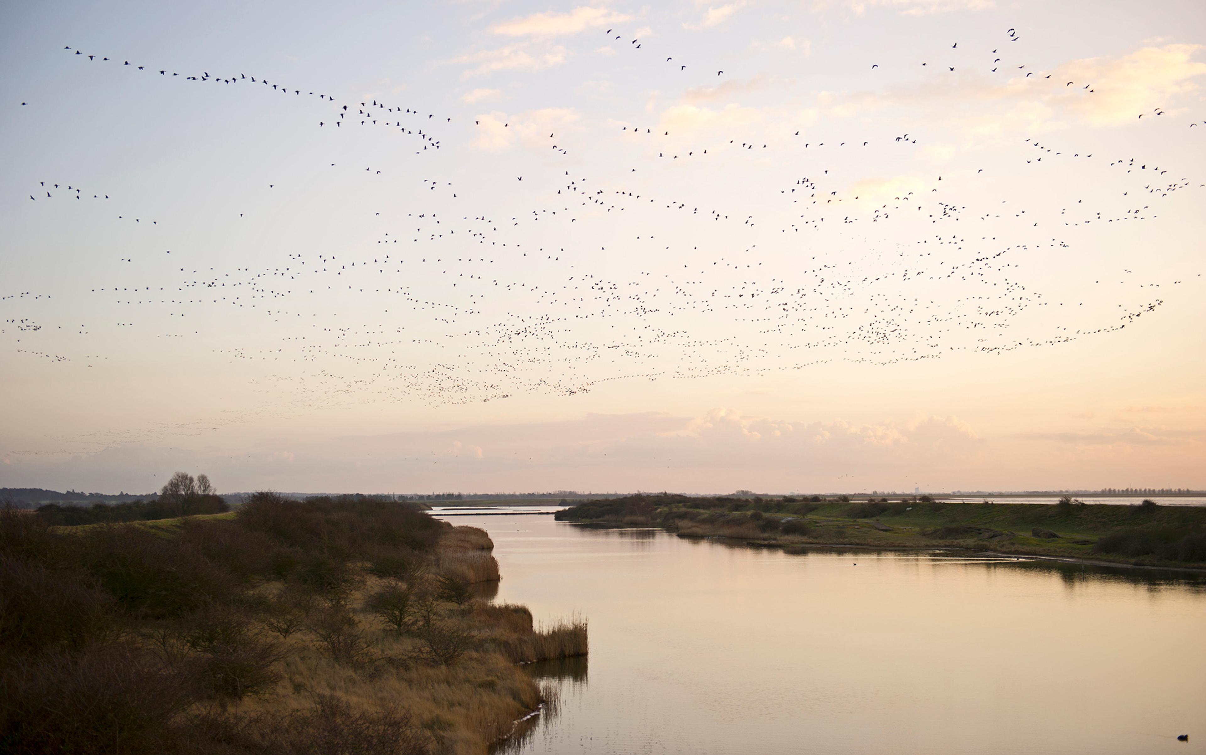 A flock of birds fly over a wide expanse of marshland and a river at dusk.