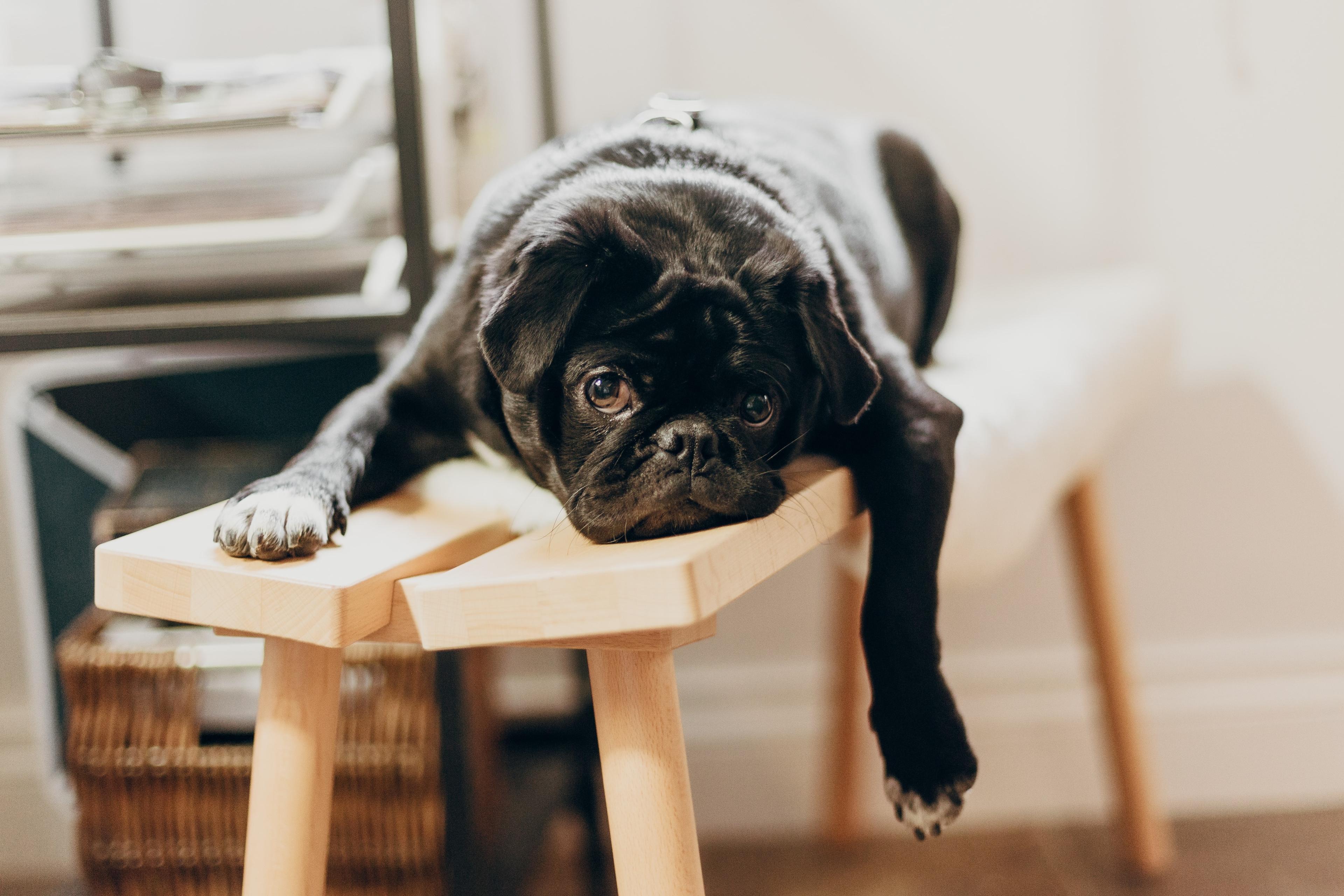 Photo of a black pug lying on a wooden stool with a relaxed expression in a cosy indoor setting.