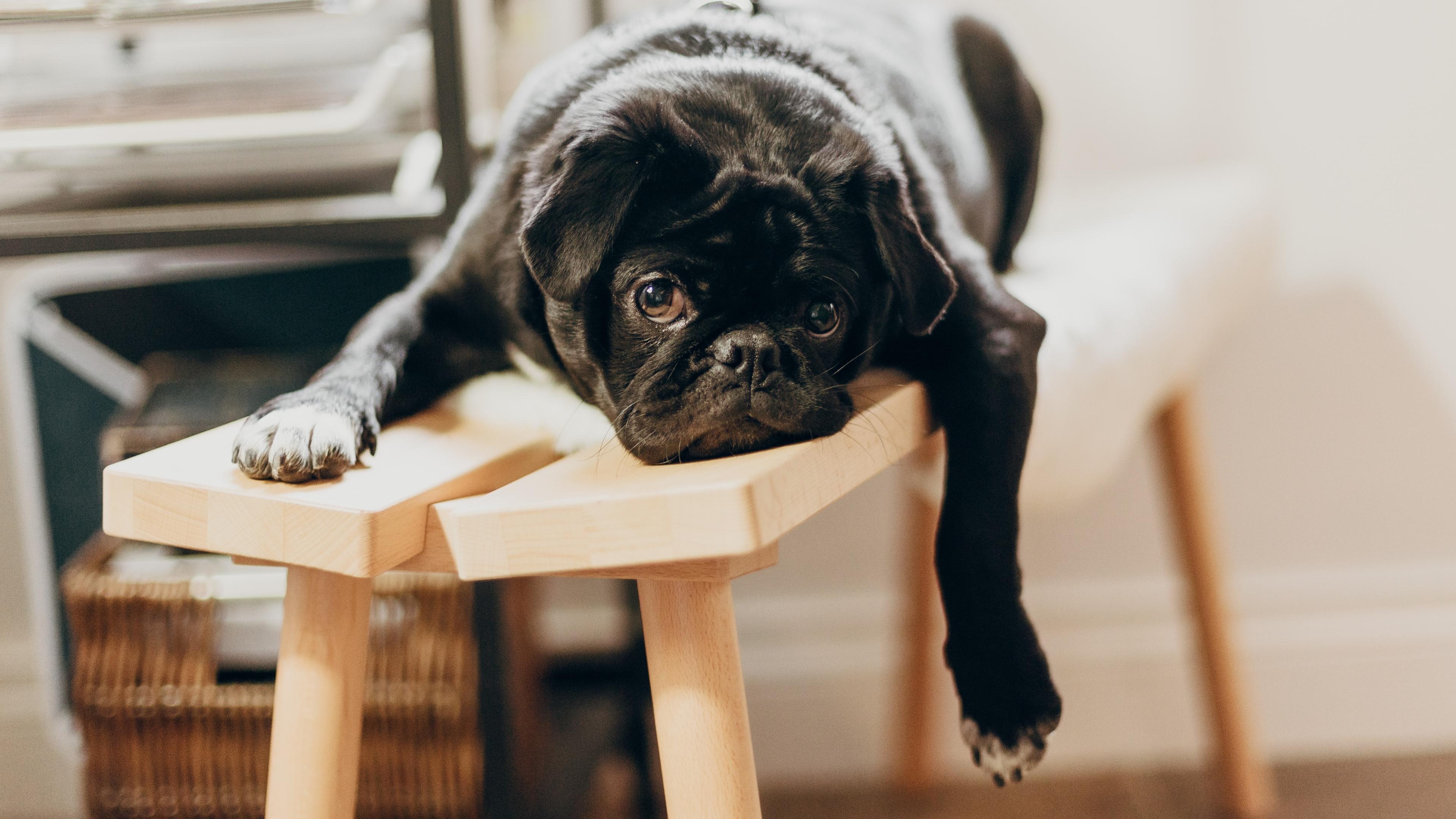 Photo of a black pug lying on a wooden stool with a relaxed expression in a cosy indoor setting.