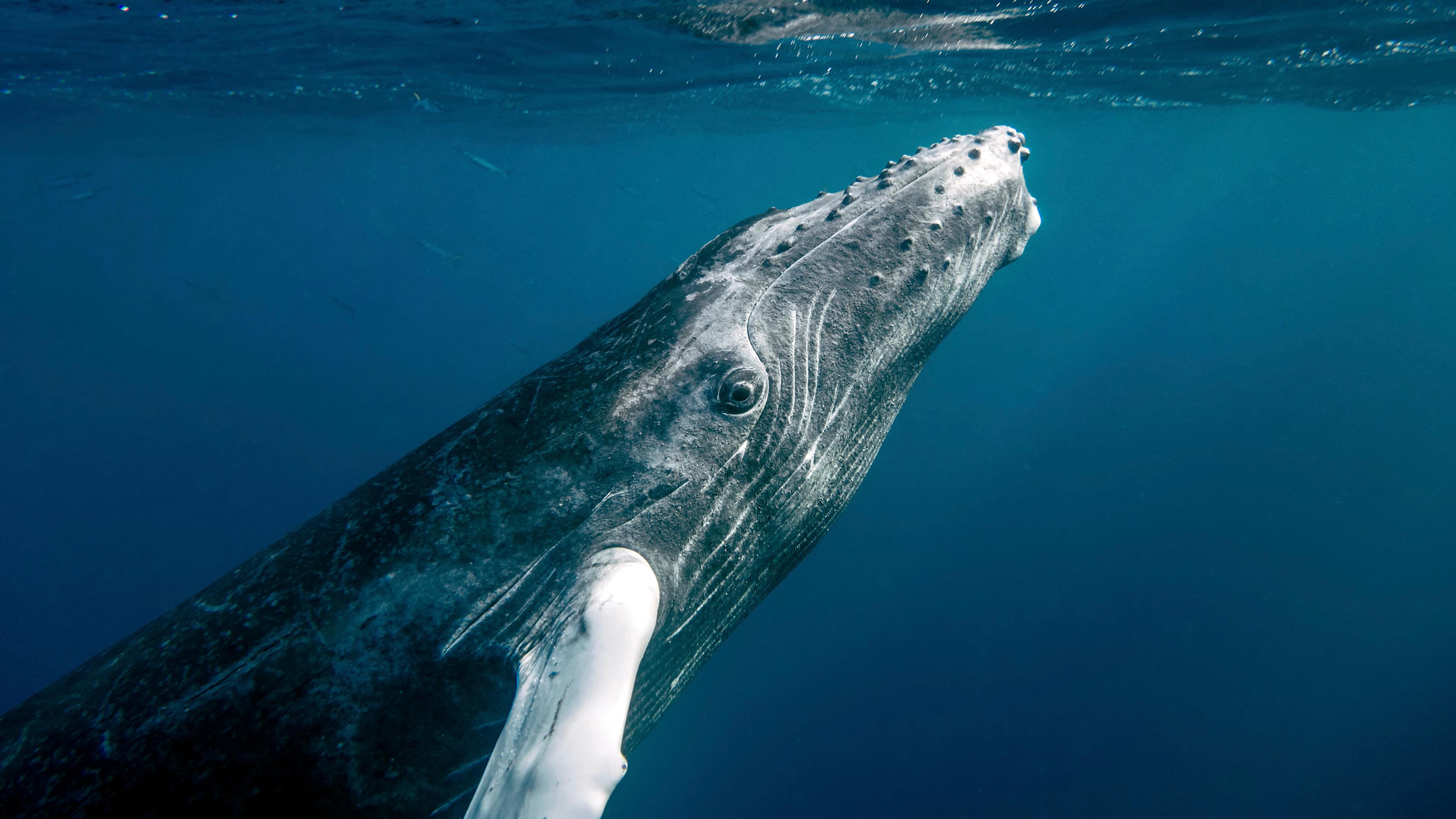 Photo of a humpback whale underwater, showing its head and eye against a deep blue background.