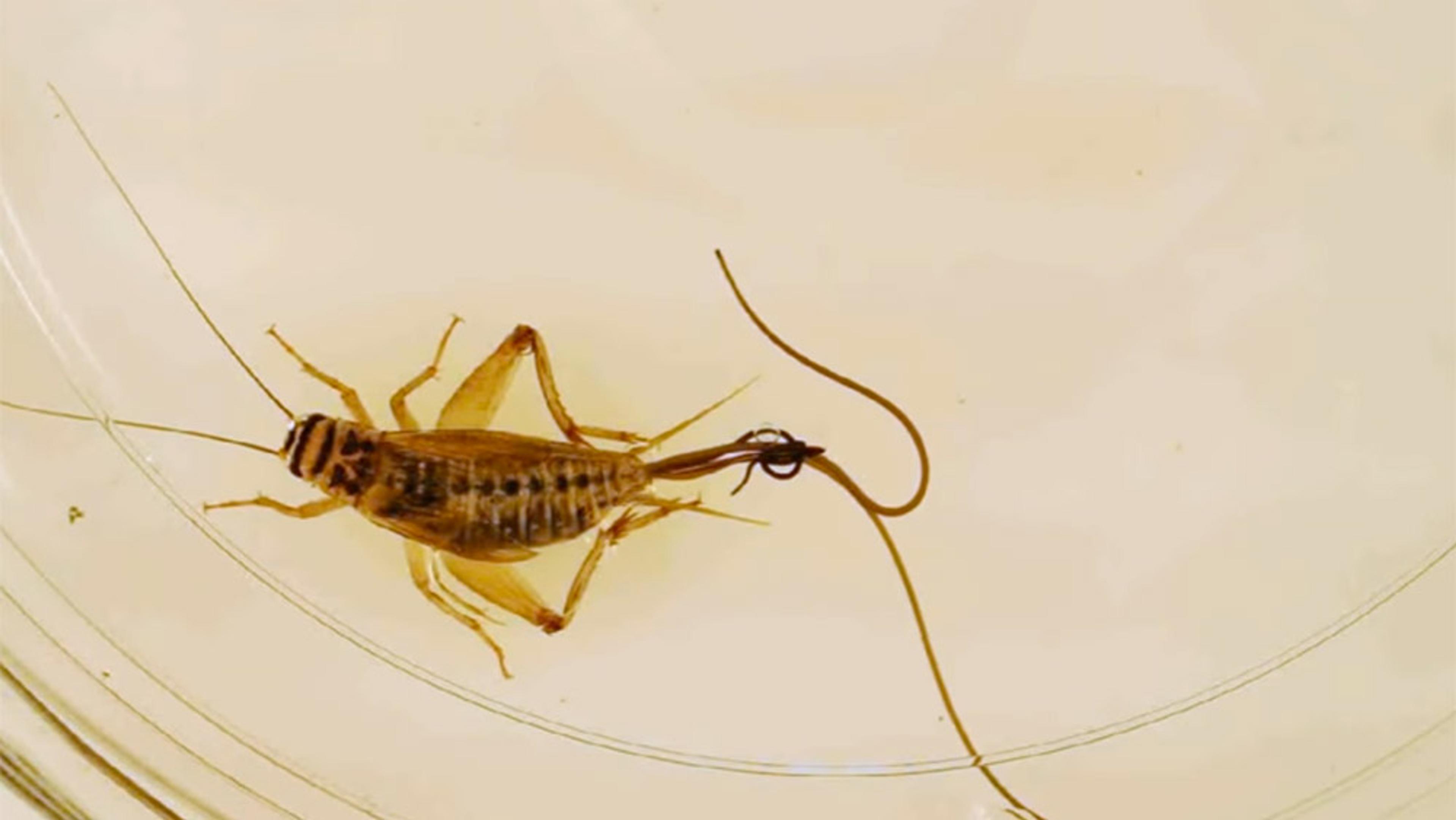 A cricket with a parasitic worm emerging from its body, taken on a light background, within a transparent container.