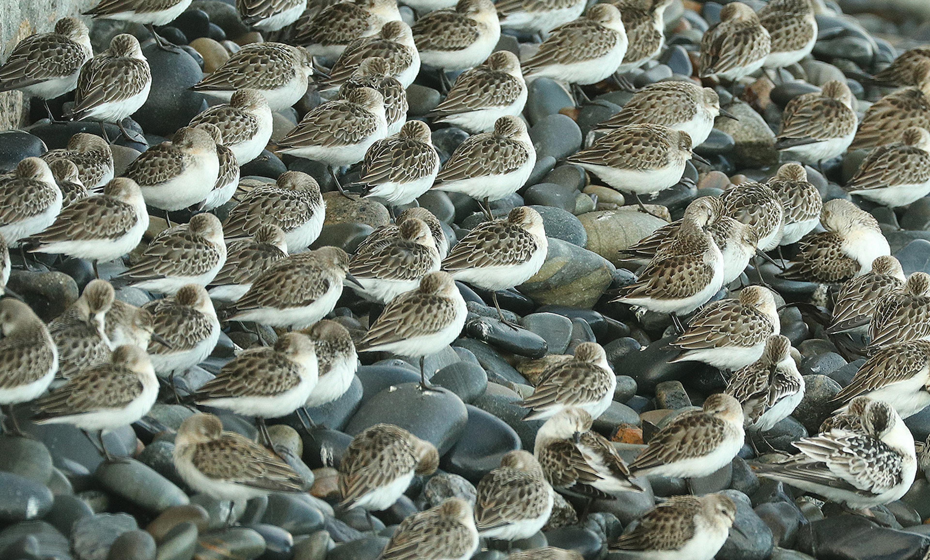 A flock of small brown and white birds resting on smooth grey pebbles, huddled closely together and facing different directions.