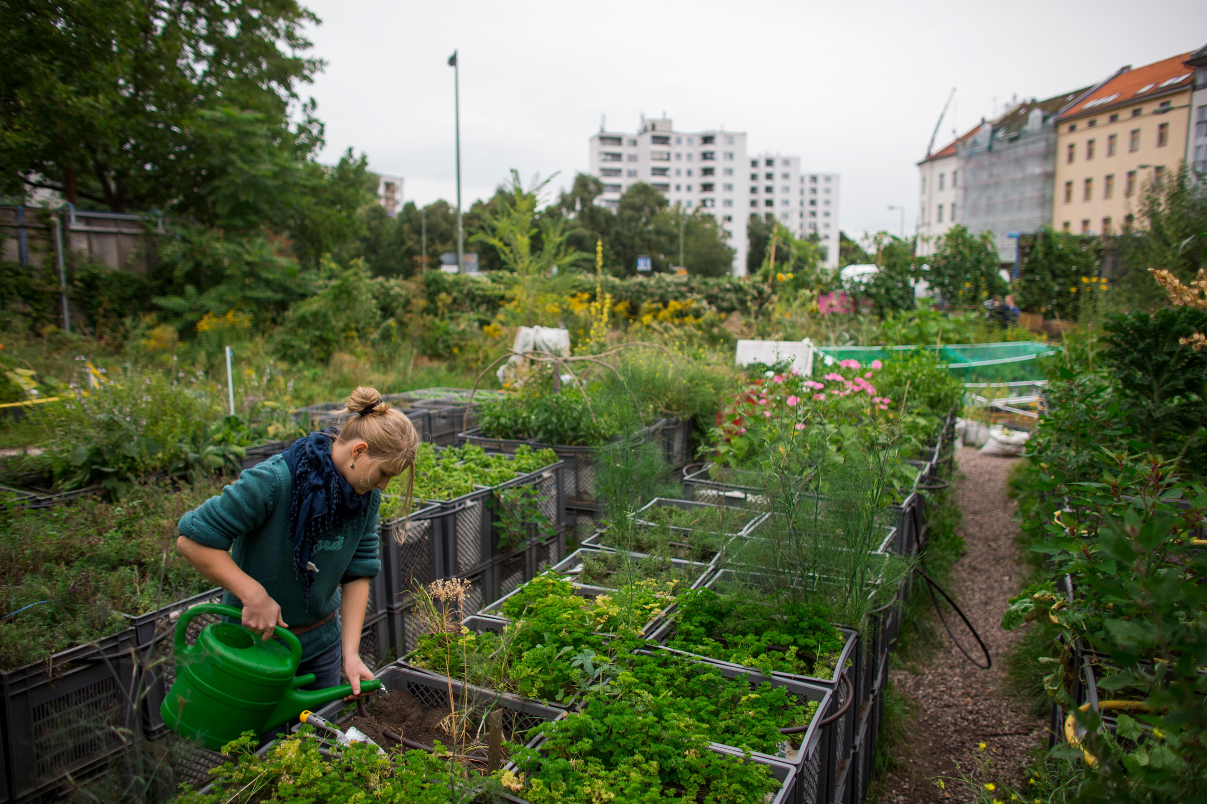 A person watering plants in an urban garden with buildings in the background on a cloudy day.