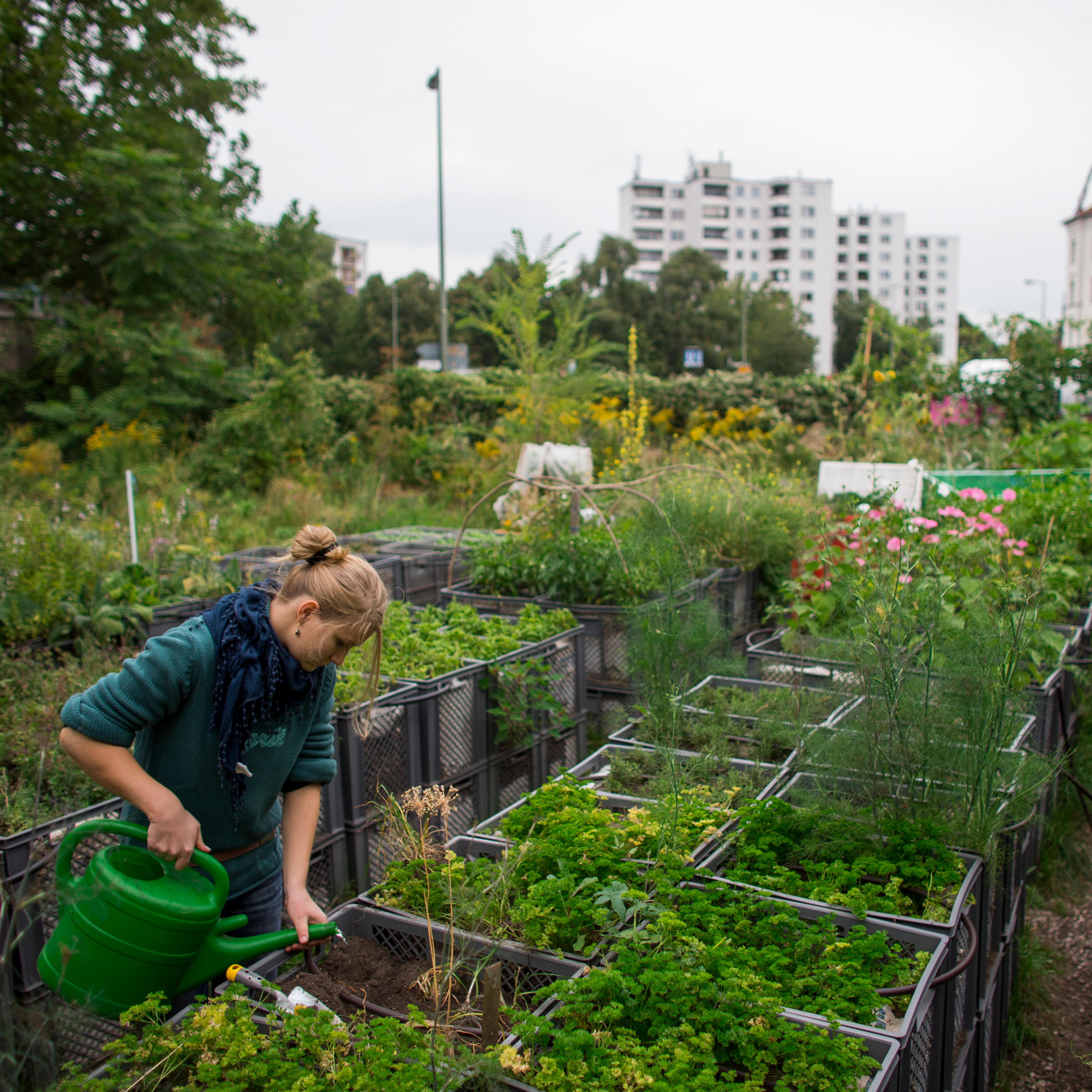 A person watering plants in an urban garden with buildings in the background on a cloudy day.