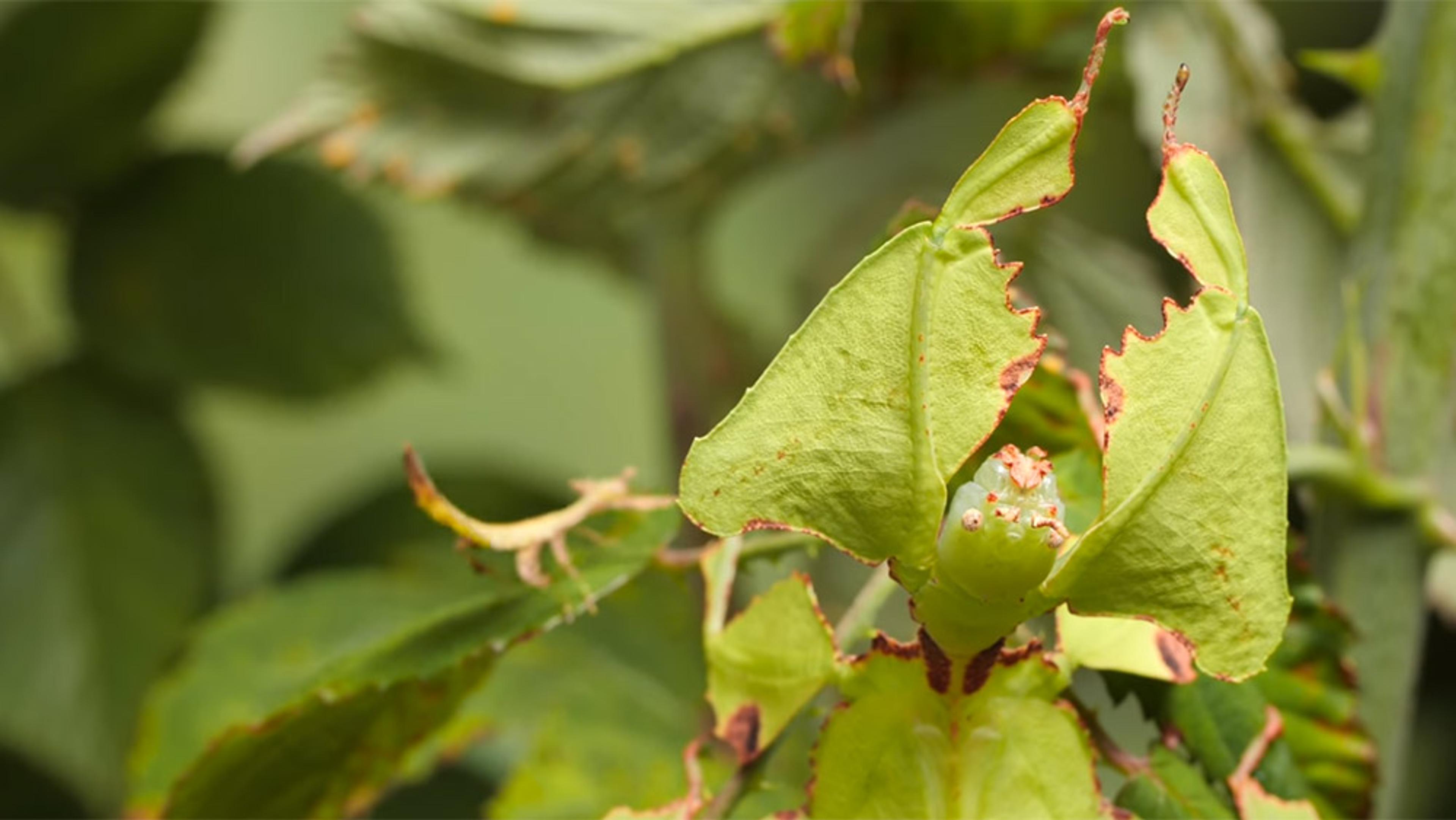 Close-up photo of a giant leaf insect camouflaged as green leaves with brown edges perched on a plant, blending with the surroundings.