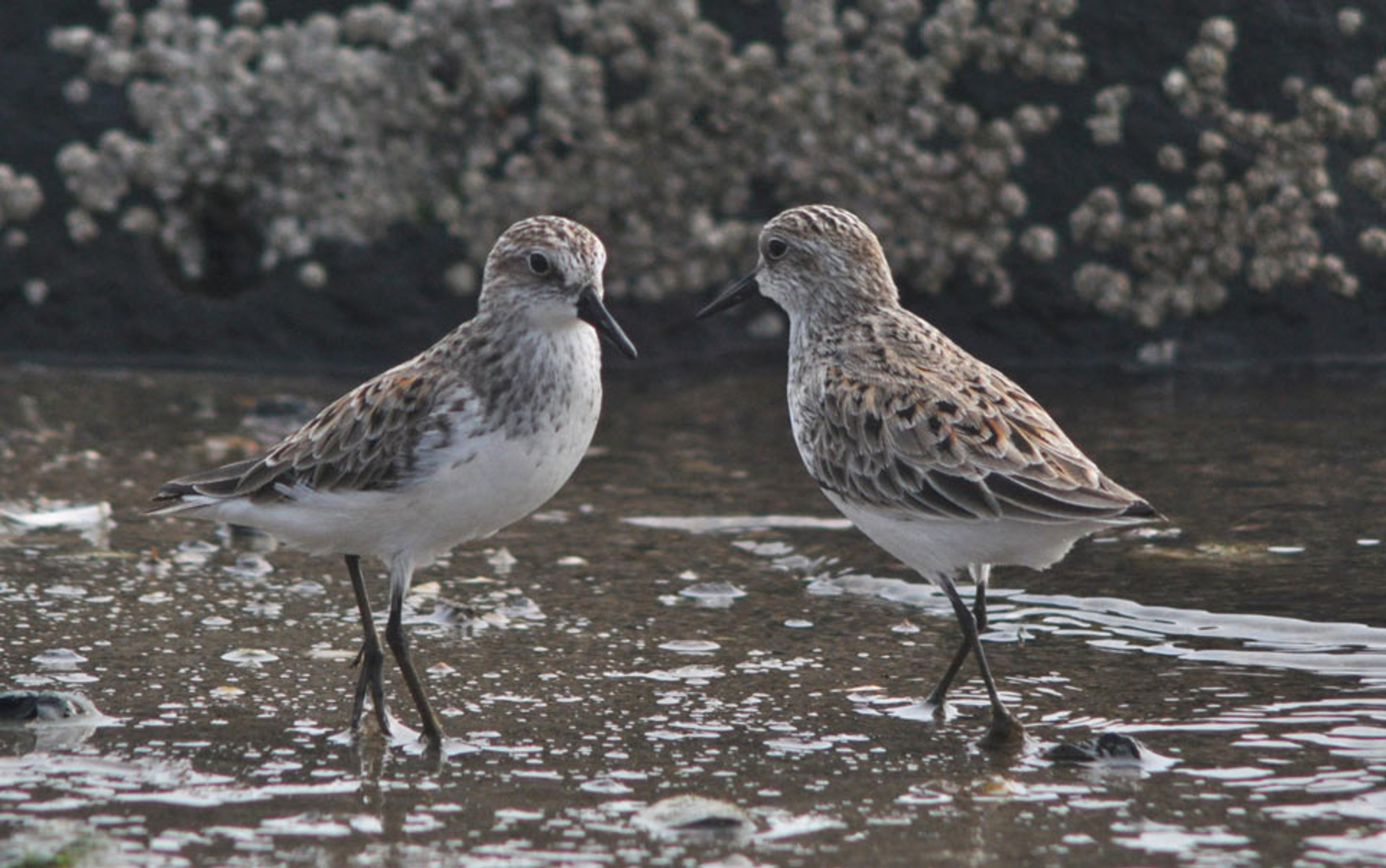 Two small shorebirds standing in shallow water, facing each other with a background of blurred rocks and moss.