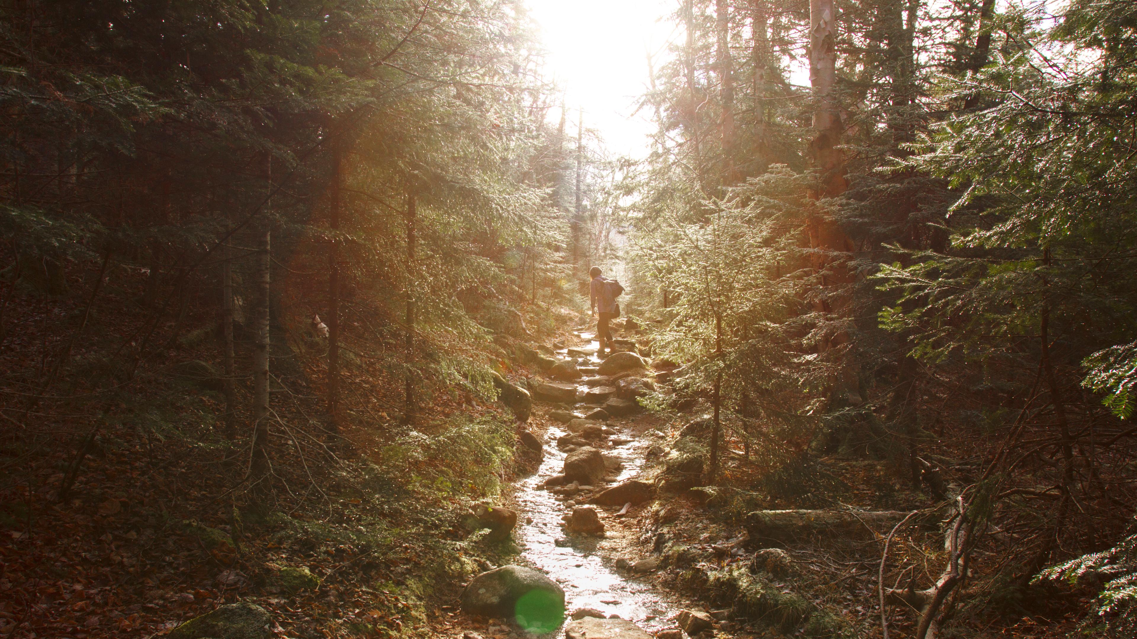 A sunlit forest trail with a person walking on a rocky path surrounded by tall trees.