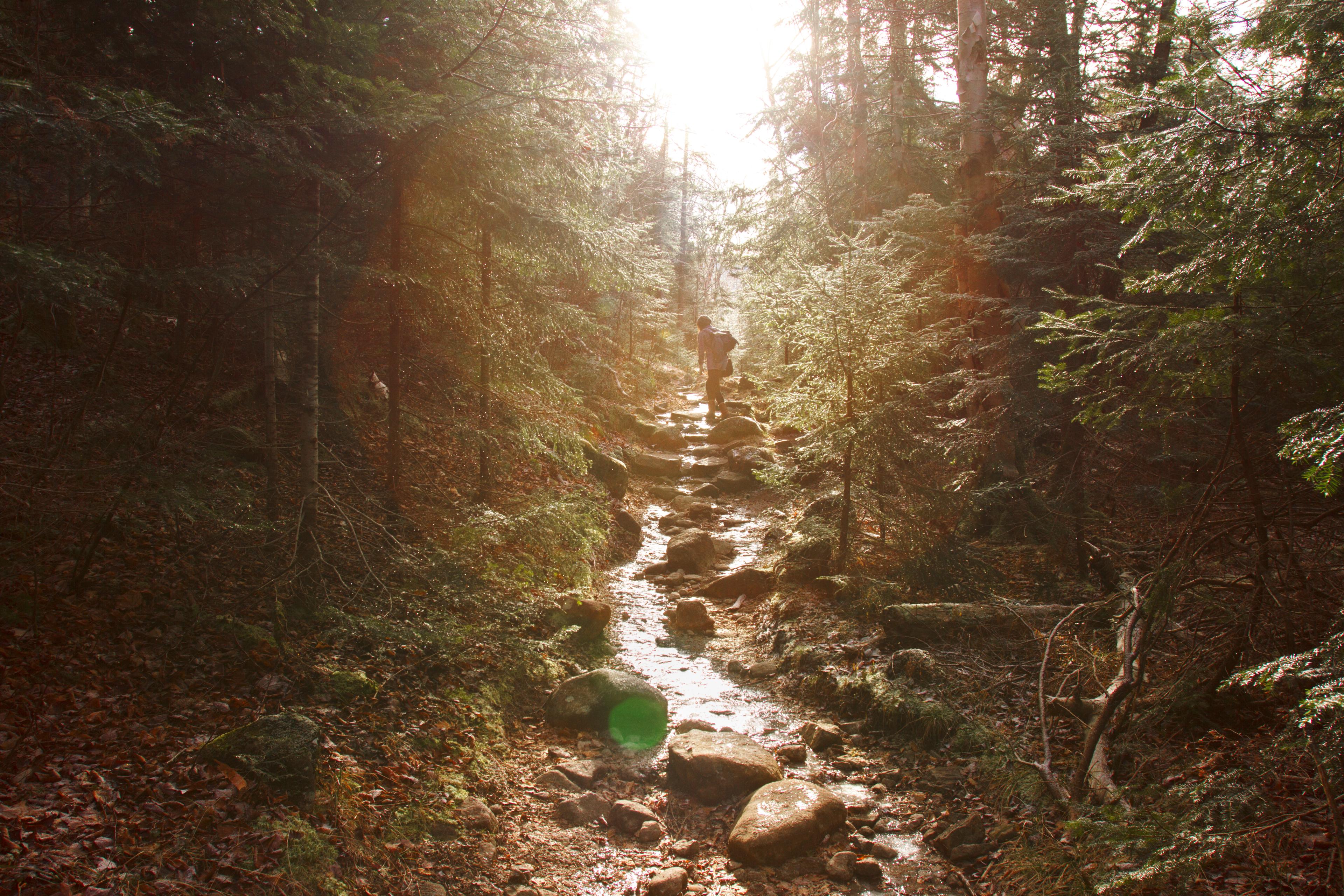 A sunlit forest trail with a person walking on a rocky path surrounded by tall trees.