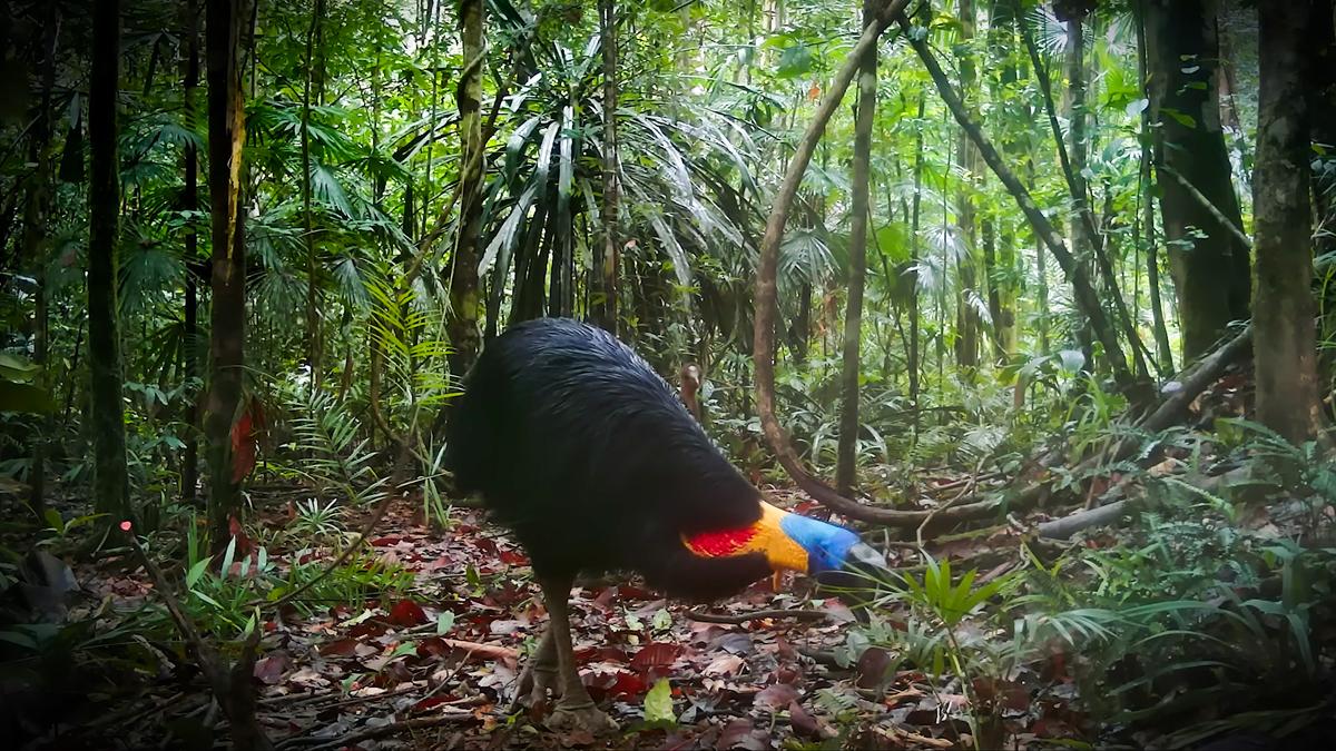 In search of the northern cassowary