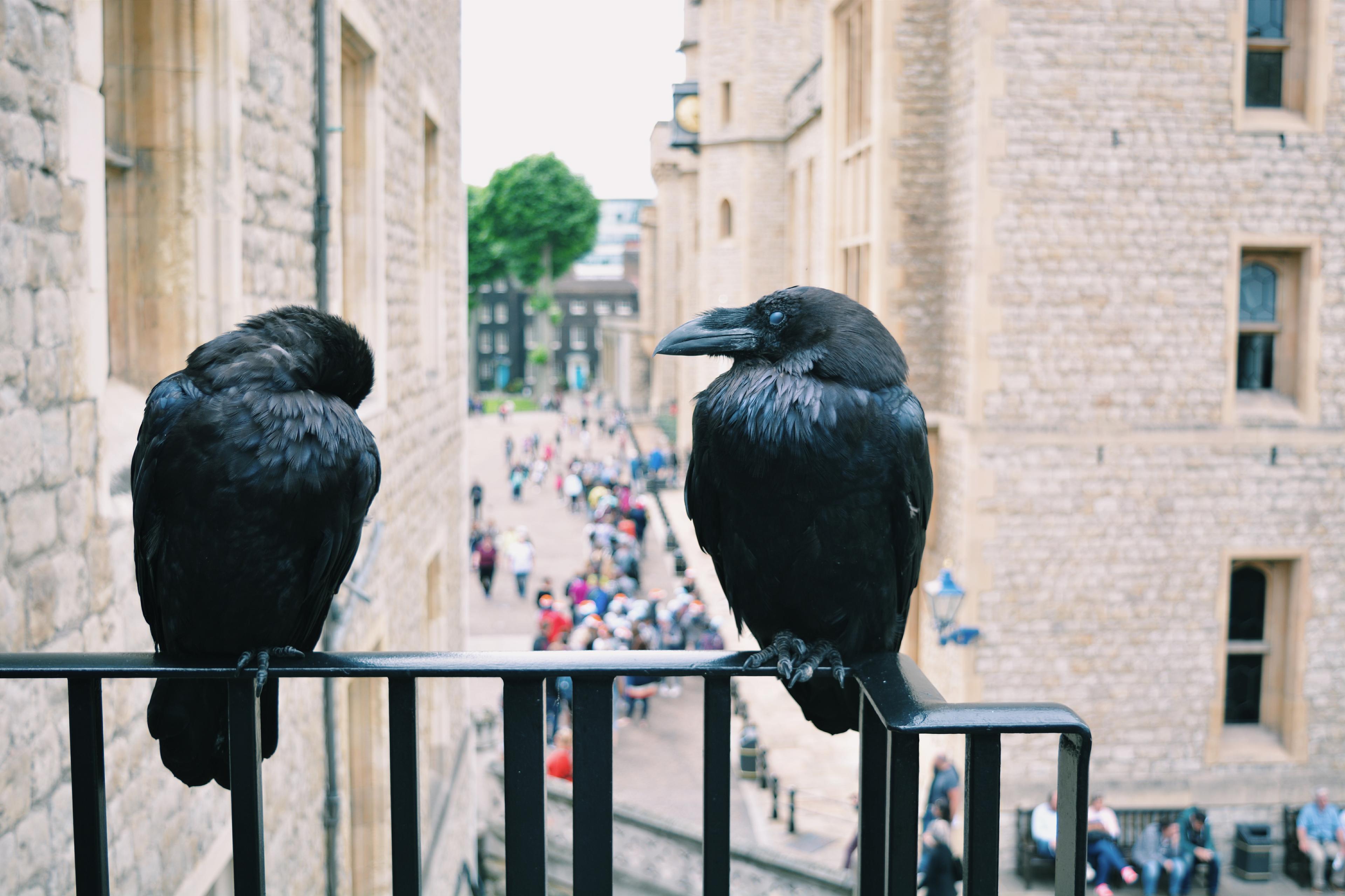 Photo of two ravens perched on a railing at the Tower of London with blurred tourists in the background.