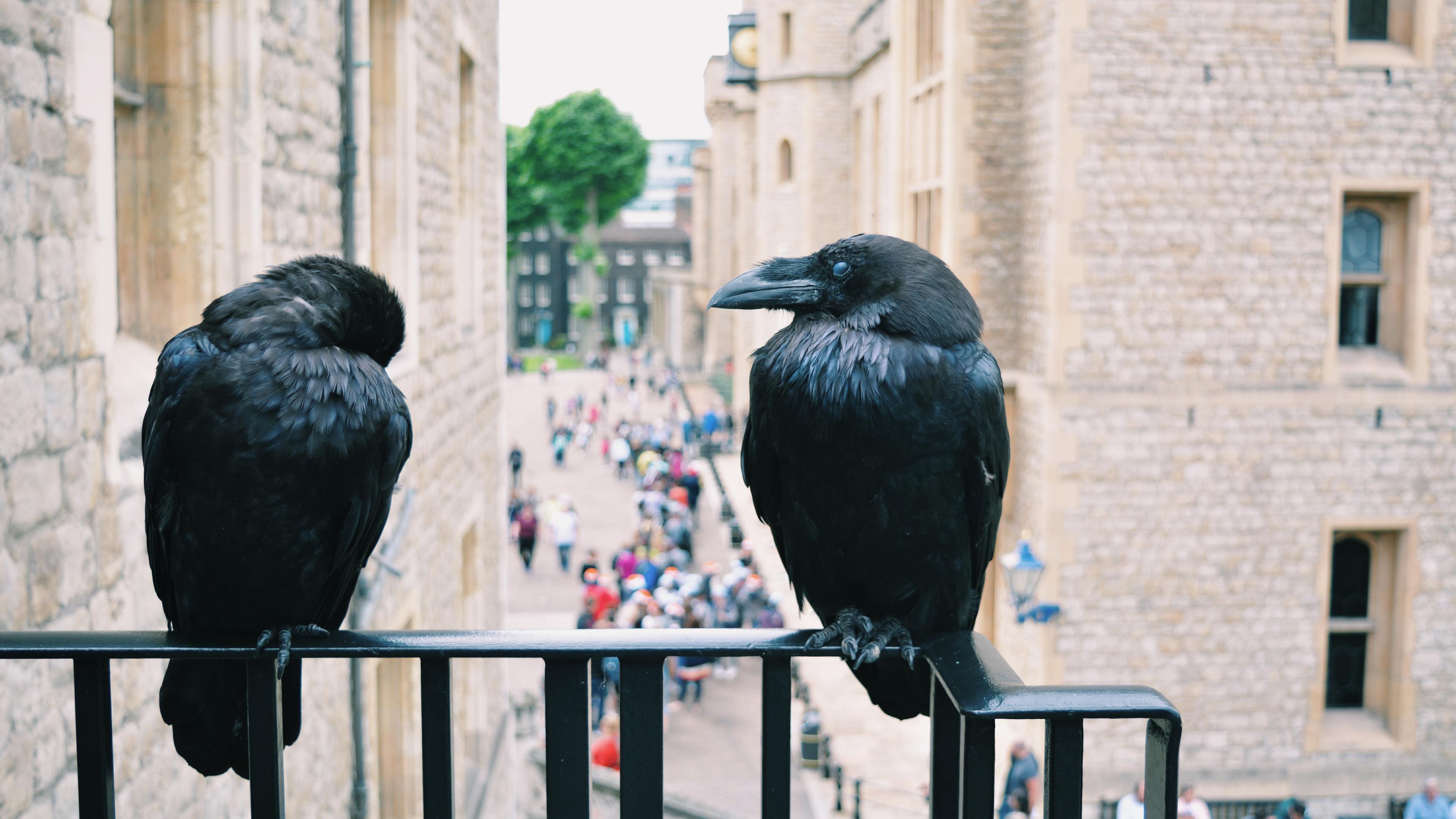 Photo of two ravens perched on a railing at the Tower of London with blurred tourists in the background.