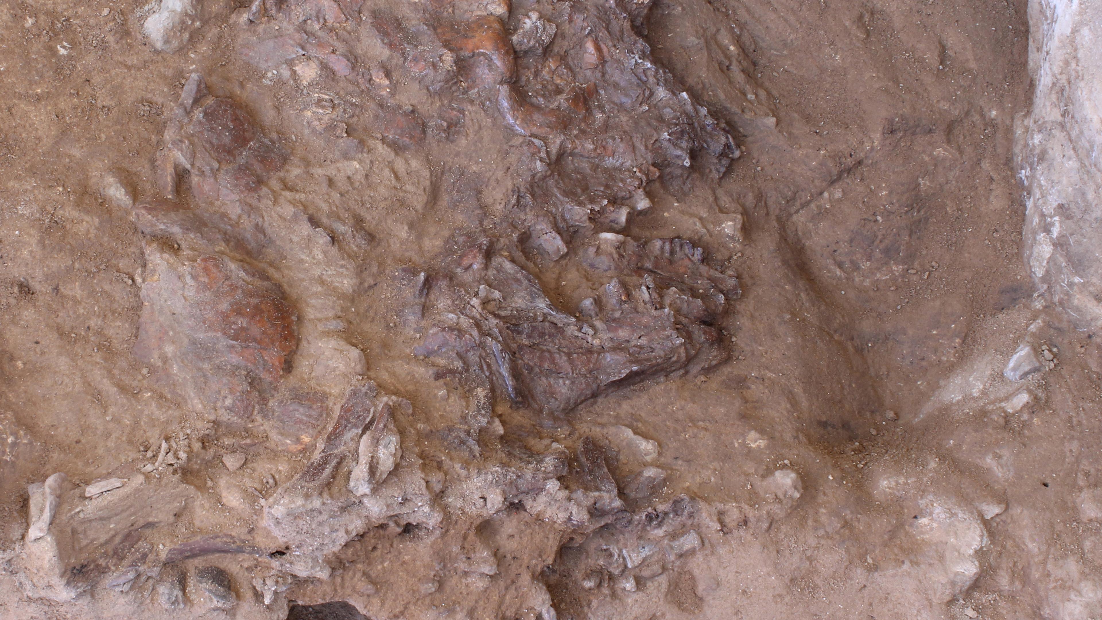 Photo of a dinosaur fossil embedded in rock and soil, with visible bone structures partially exposed.