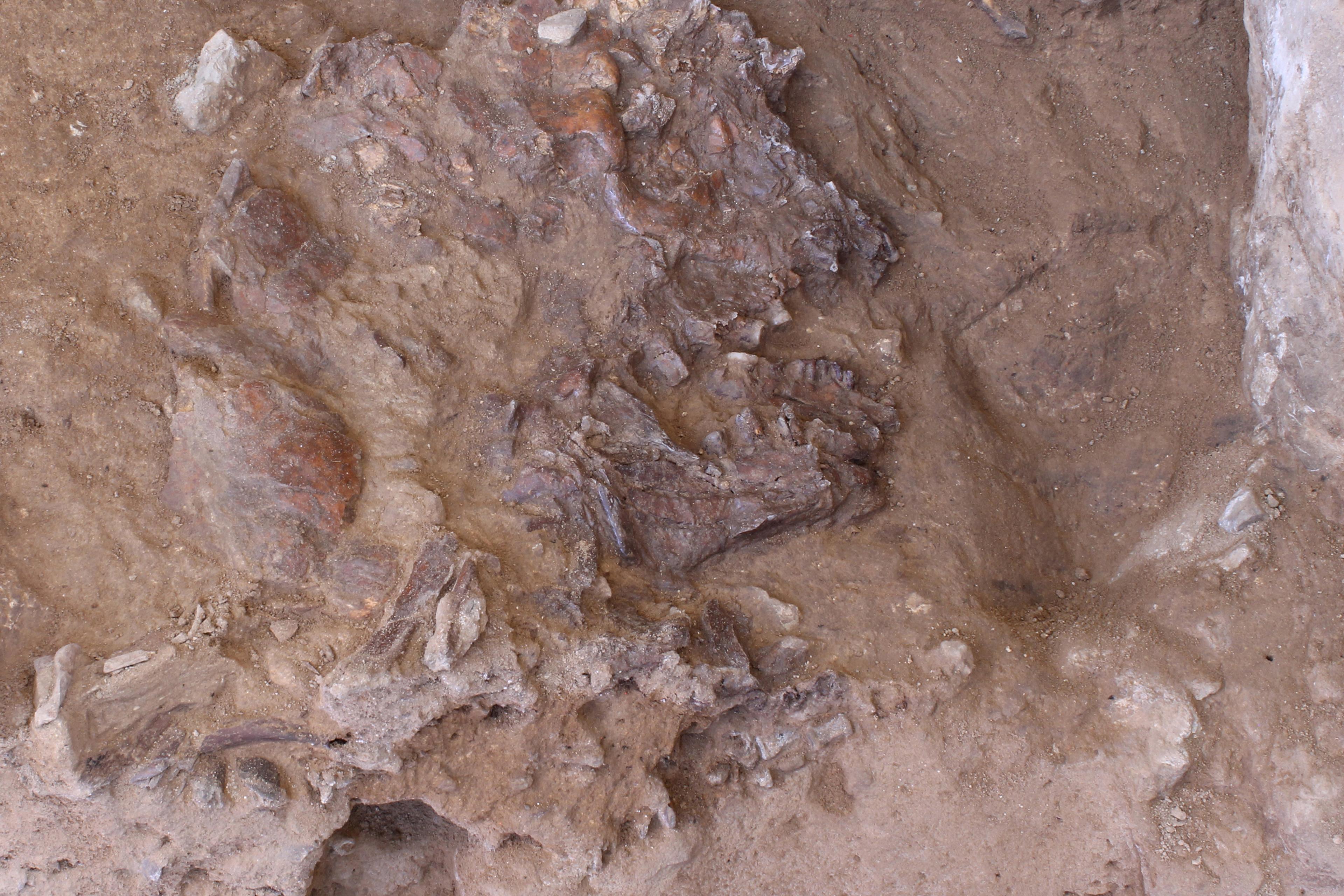 Photo of a dinosaur fossil embedded in rock and soil, with visible bone structures partially exposed.
