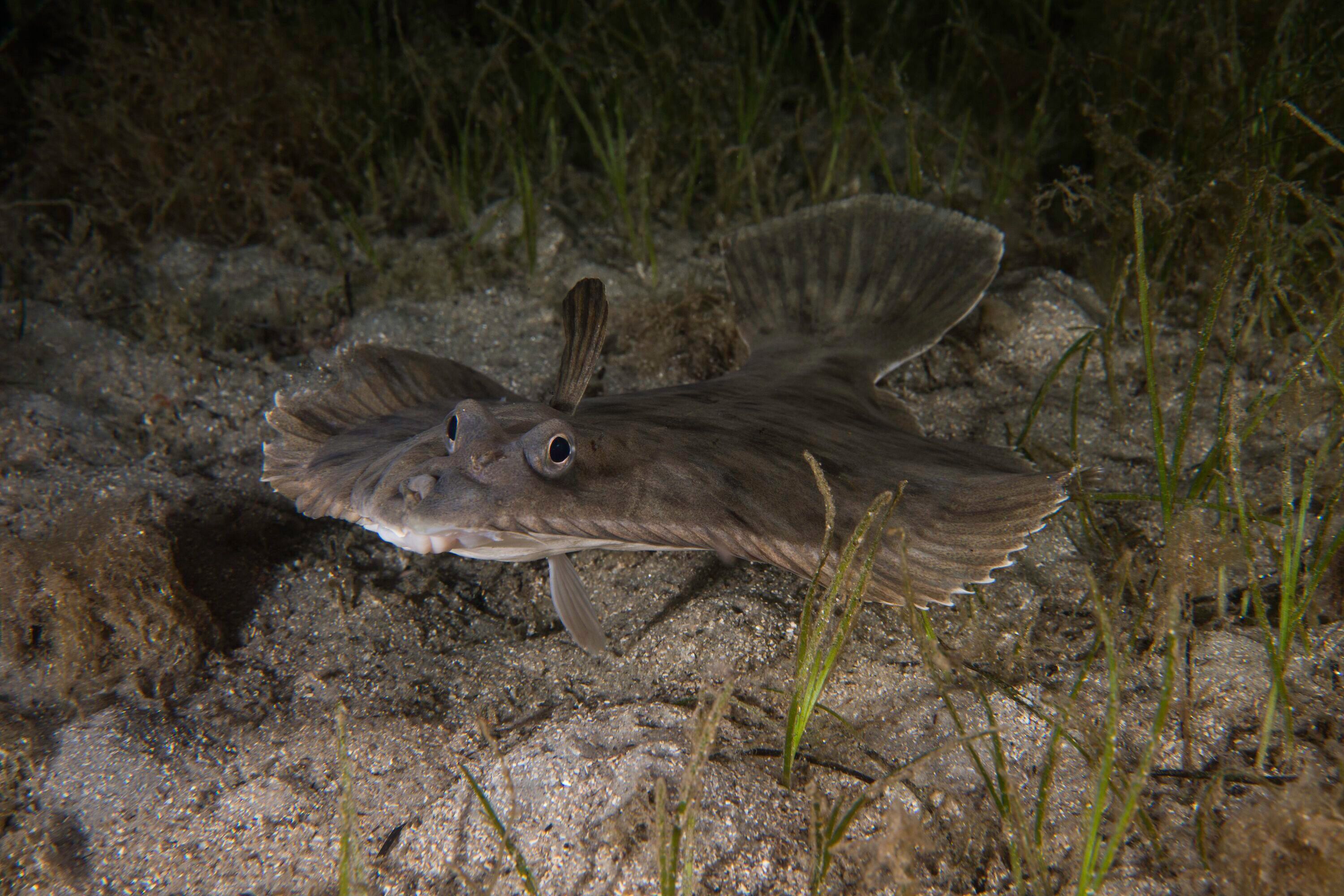 Photo of a flounder underwater, lying on a sandy seafloor with seaweed, showing its eyes pointing upward.