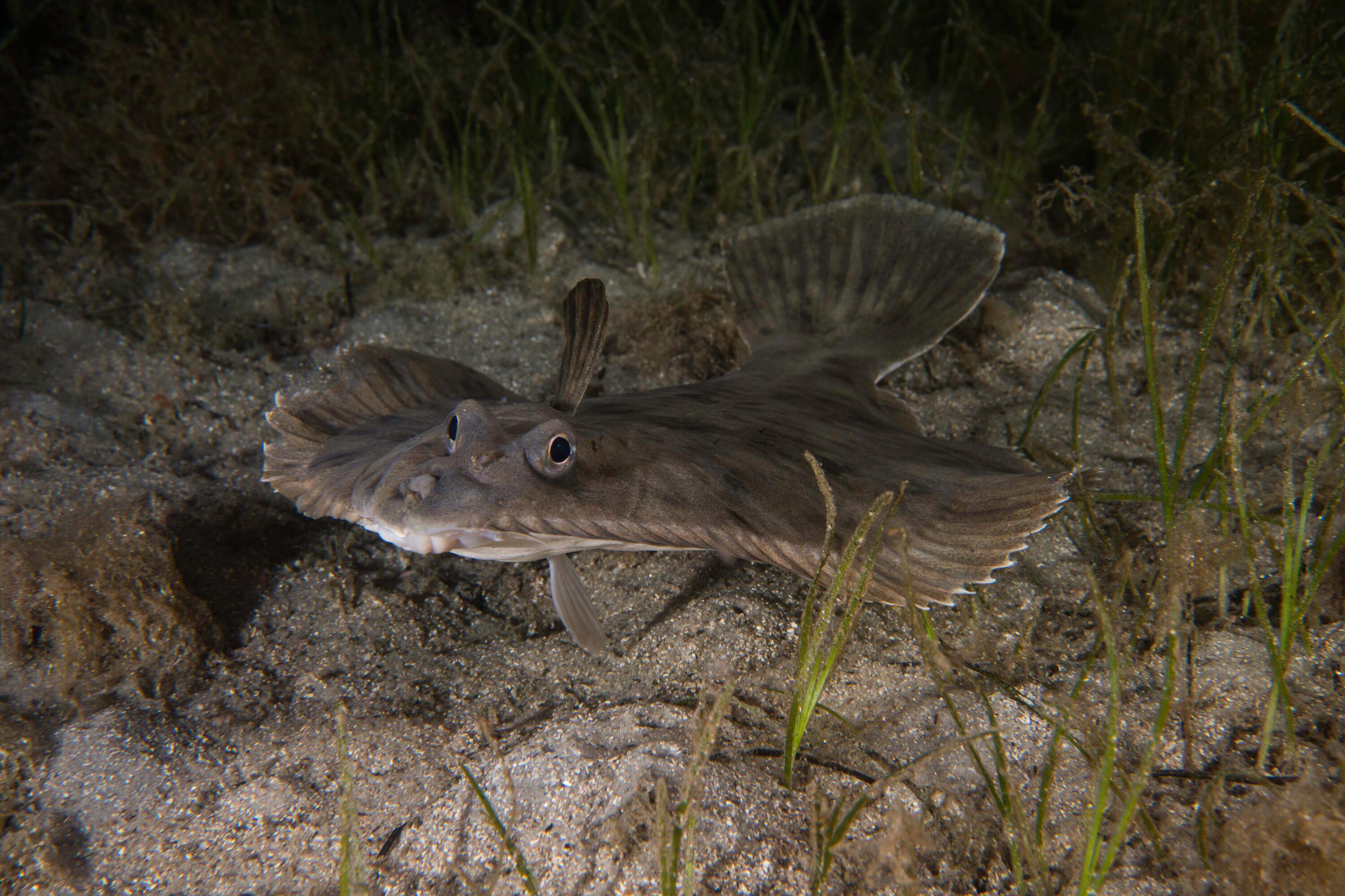 Photo of a flounder underwater, lying on a sandy seafloor with seaweed, showing its eyes pointing upward.