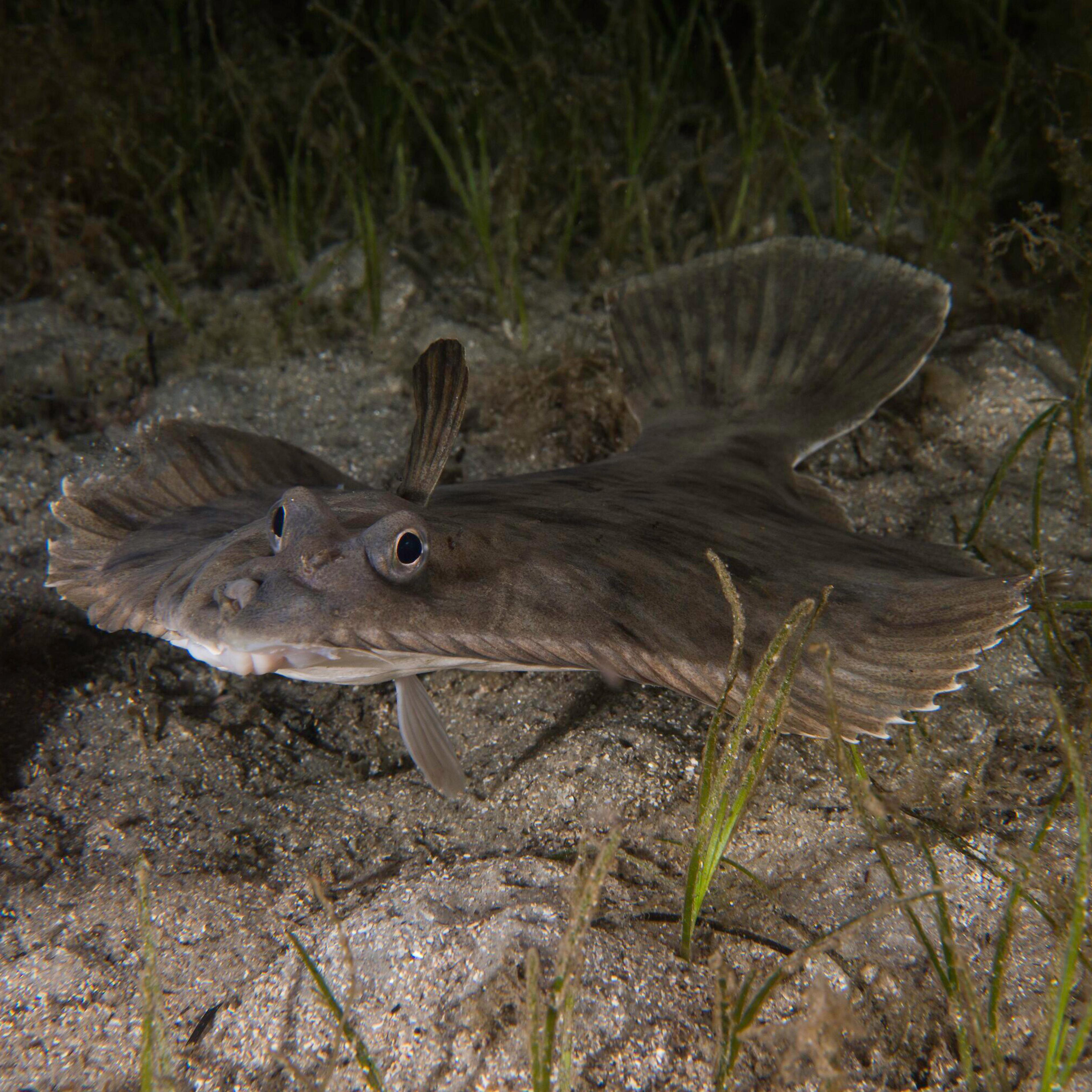 Photo of a flounder underwater, lying on a sandy seafloor with seaweed, showing its eyes pointing upward.