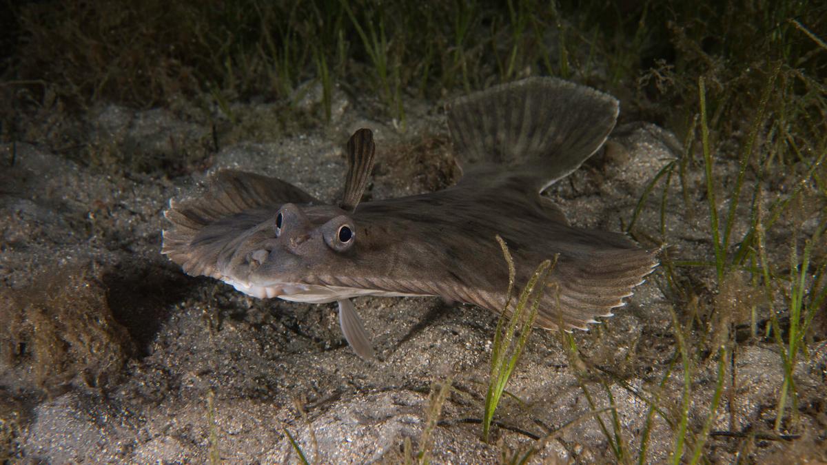 Photo of a flounder underwater, lying on a sandy seafloor with seaweed, showing its eyes pointing upward.